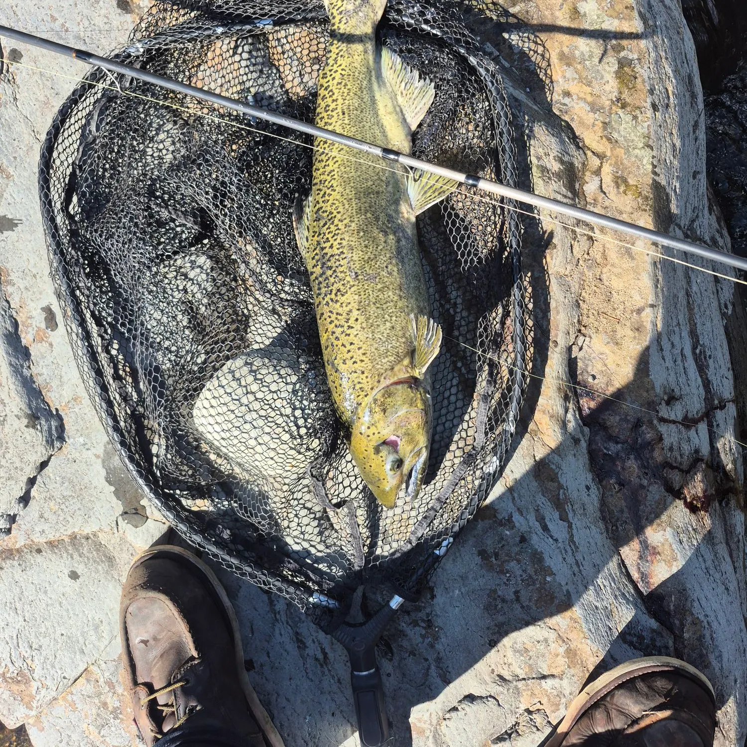 Chinook salmon caught on Fishbrain