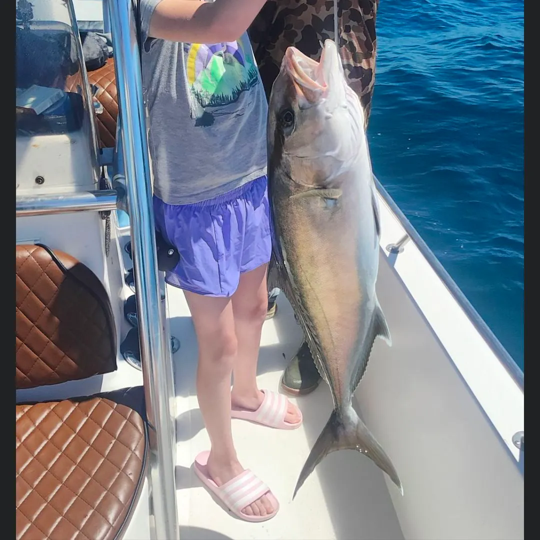 The most recent Greater amberjack catches on Fishbrain