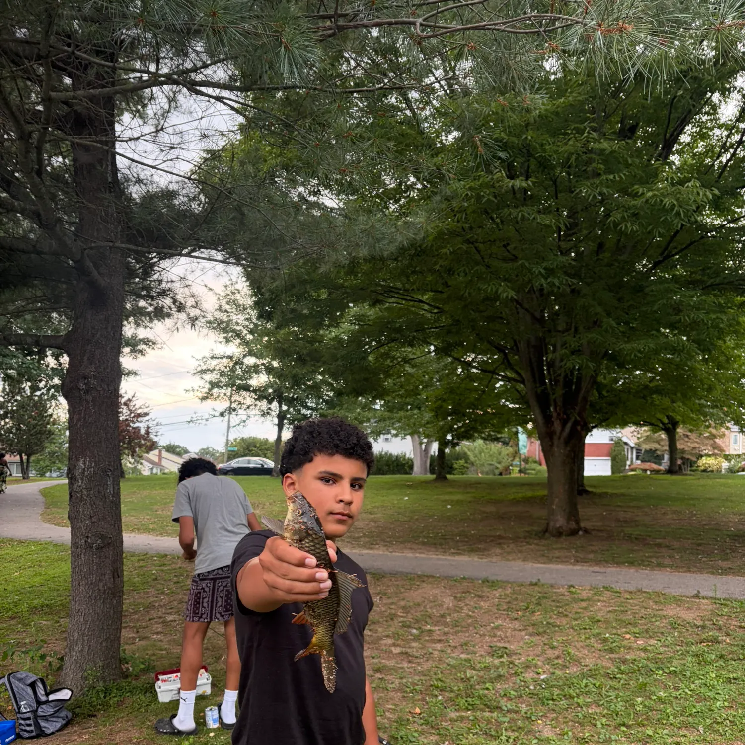 Common carp caught on Fishbrain