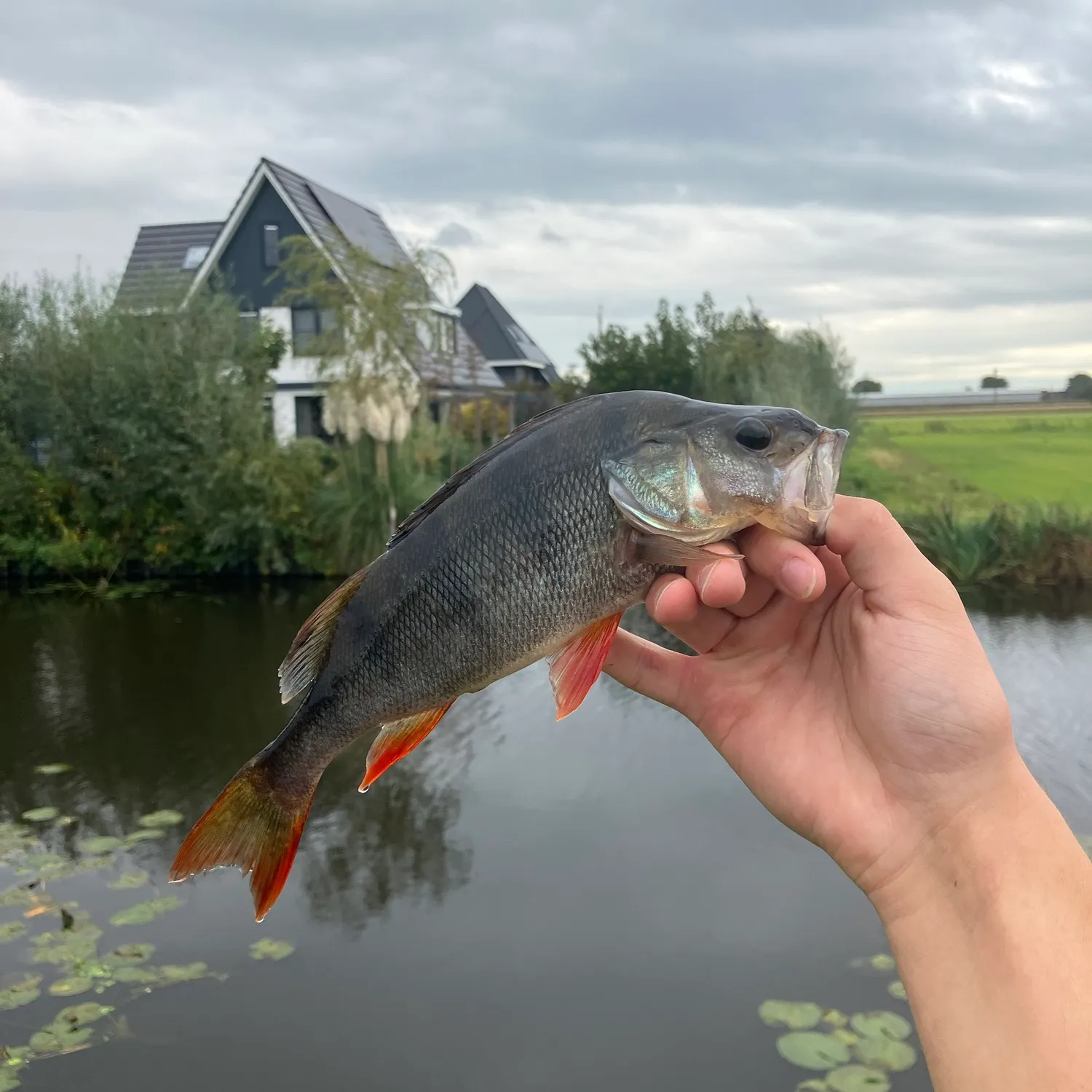European perch caught on Fishbrain