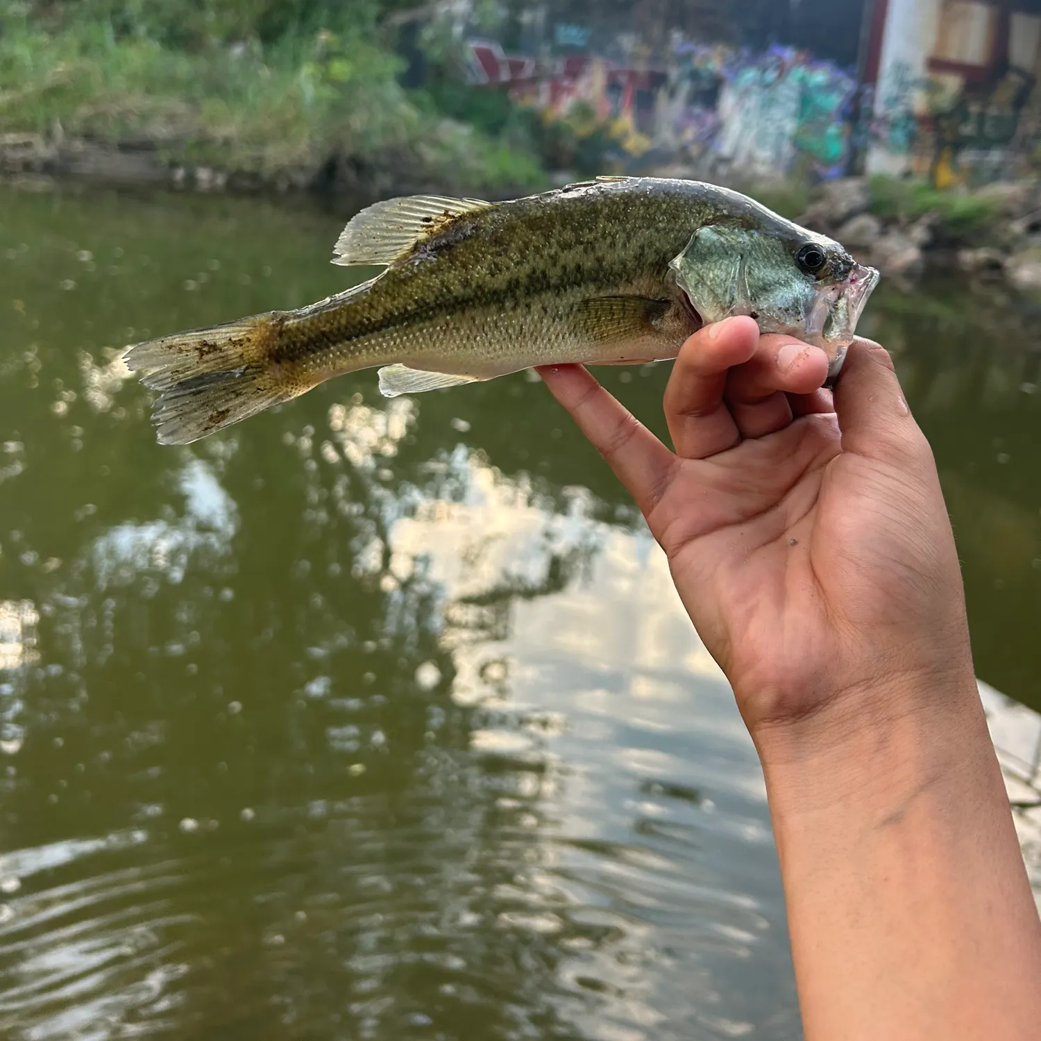 Largemouth bass caught on Fishbrain