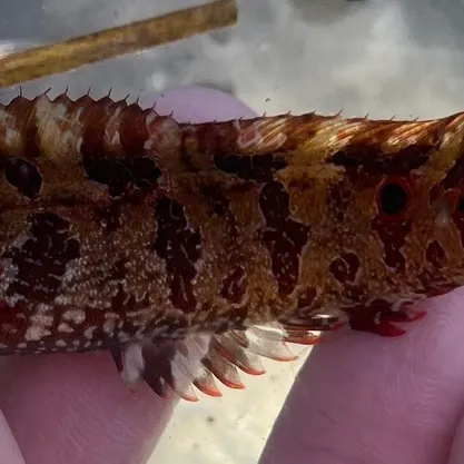 The most recent Spotted kelpfish catches on Fishbrain
