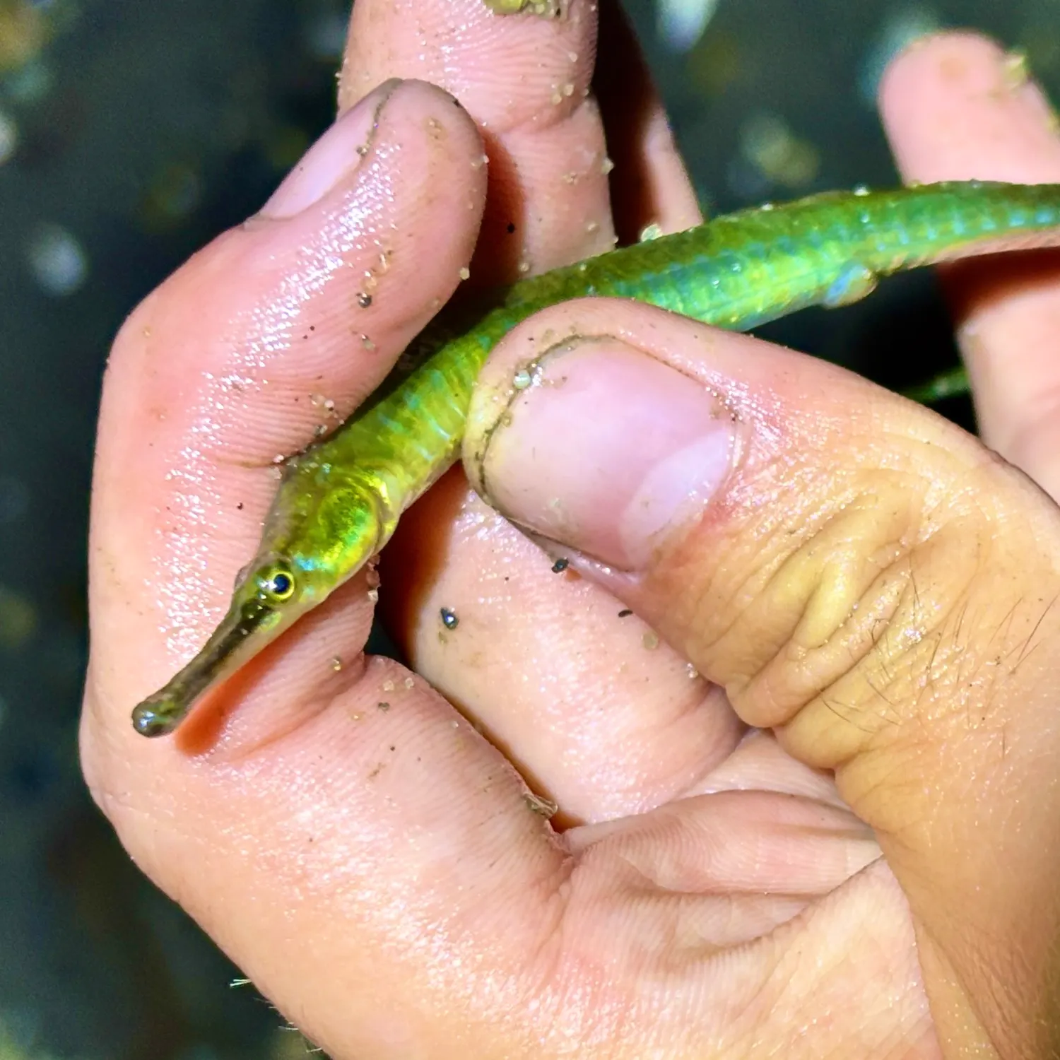 The most recent Northern pipefish catches on Fishbrain