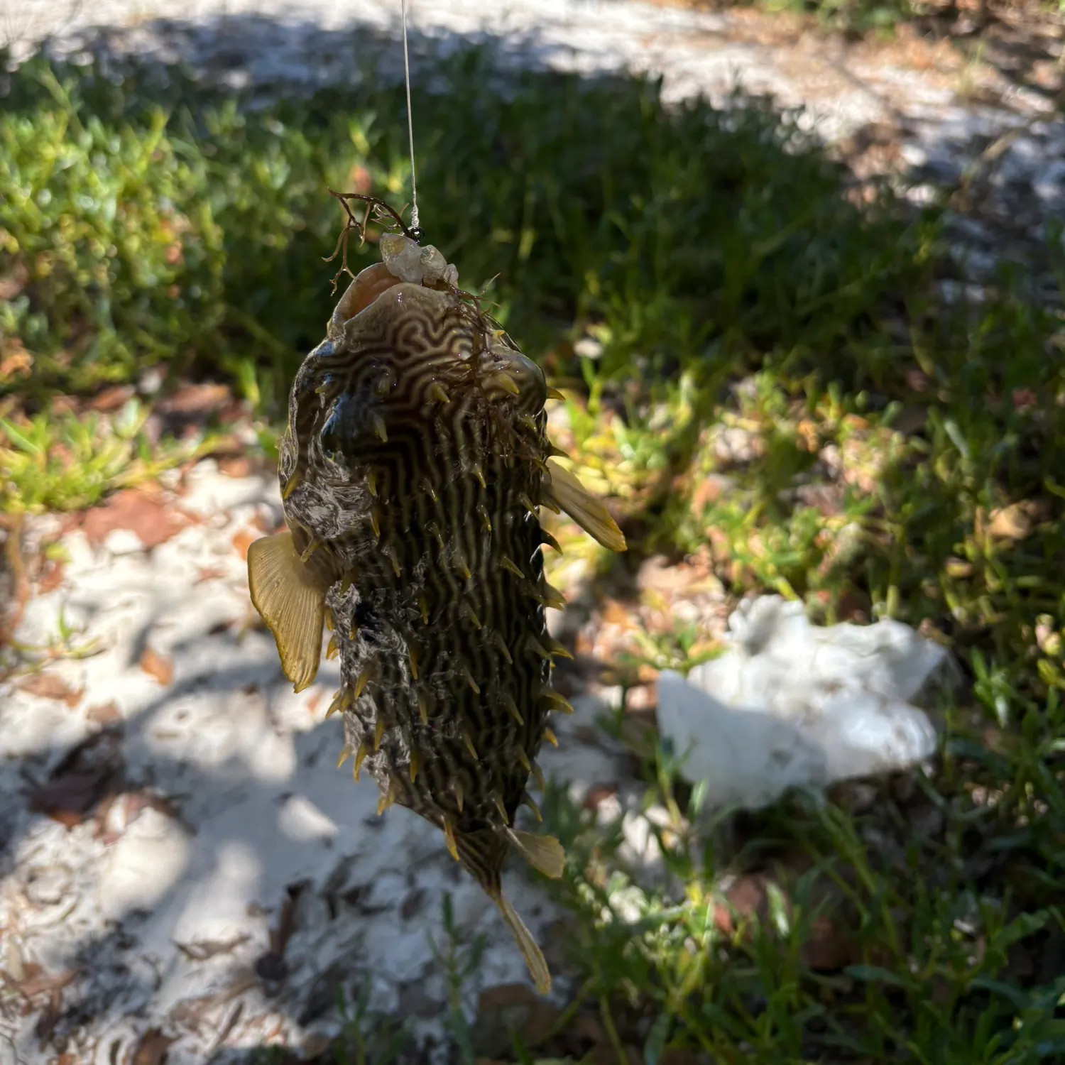 The most recent Striped burrfish catches on Fishbrain