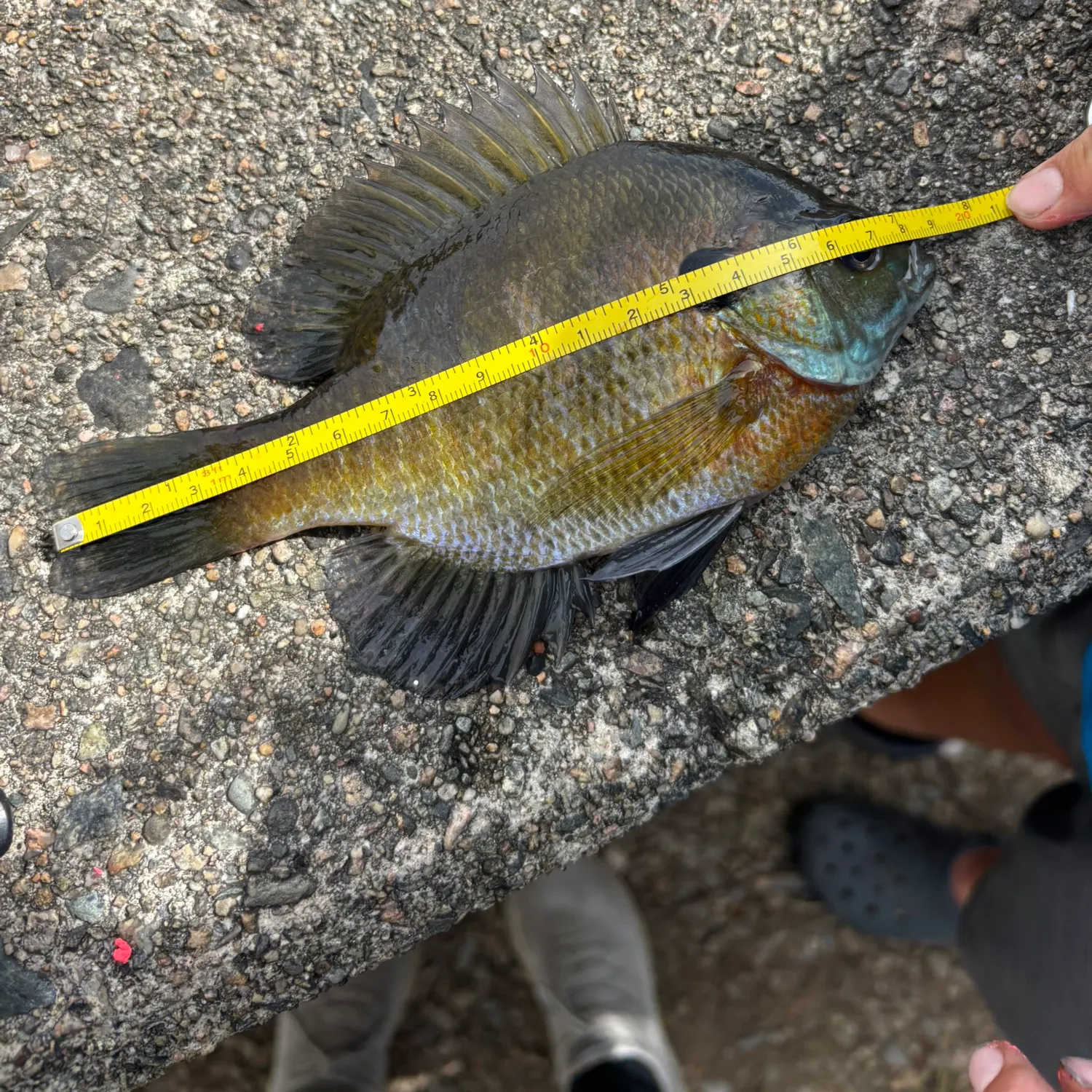 Bluegill caught on Fishbrain