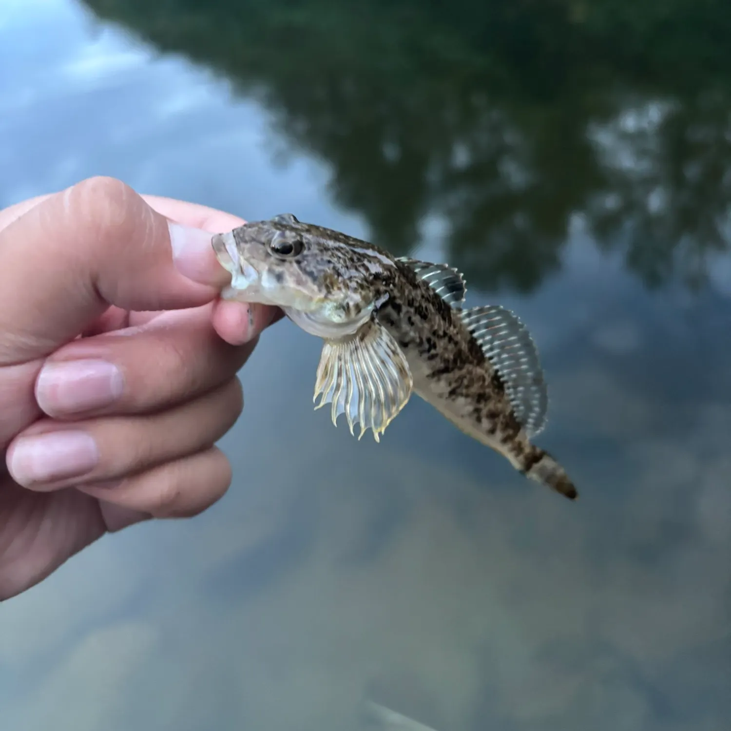 Mottled sculpin caught on Fishbrain