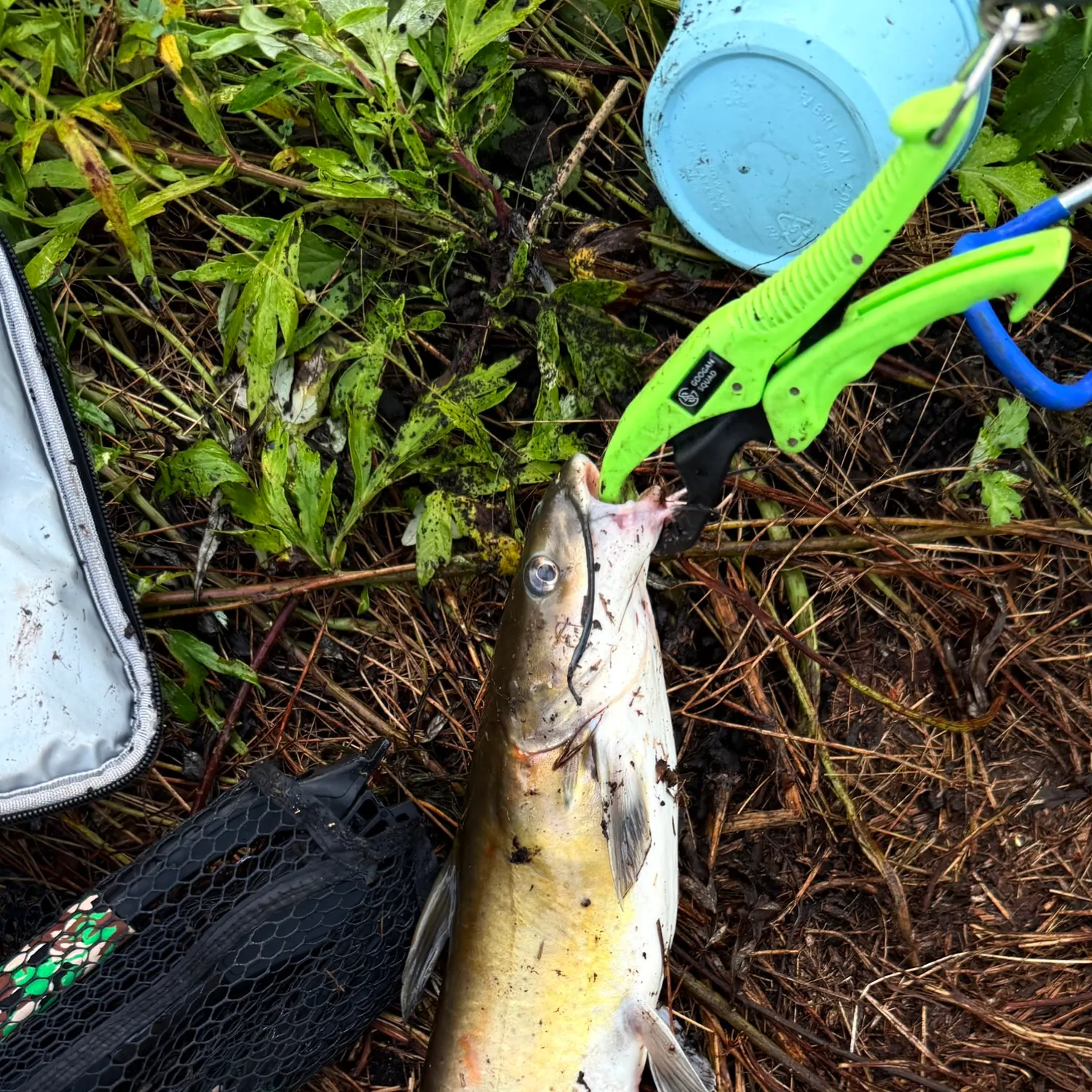 catch