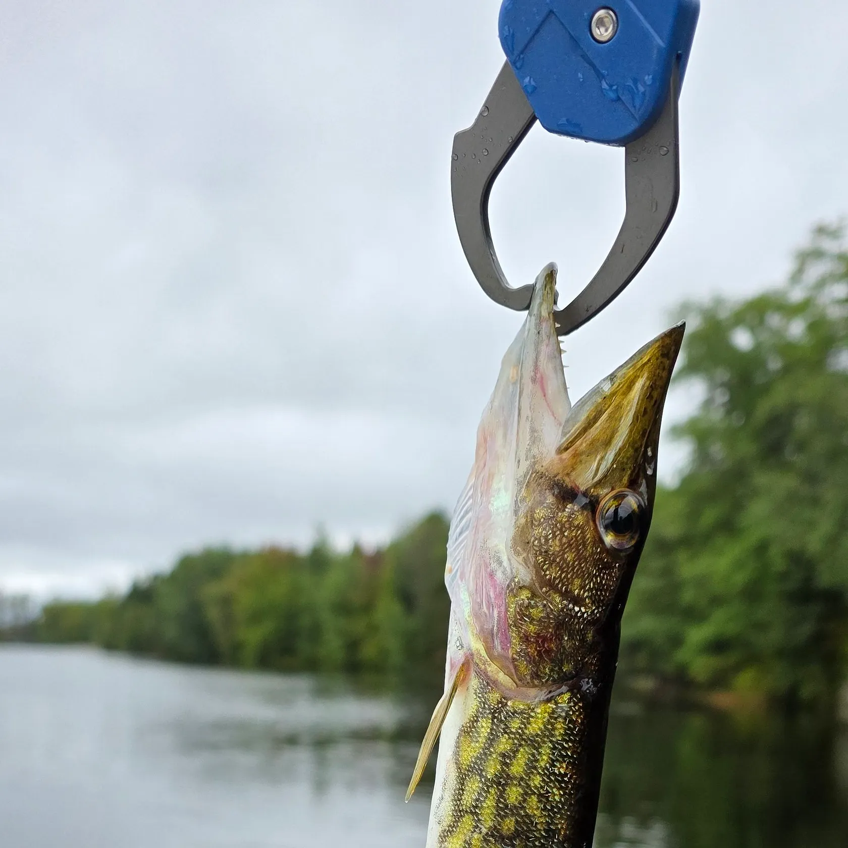 Chain pickerel caught on Fishbrain