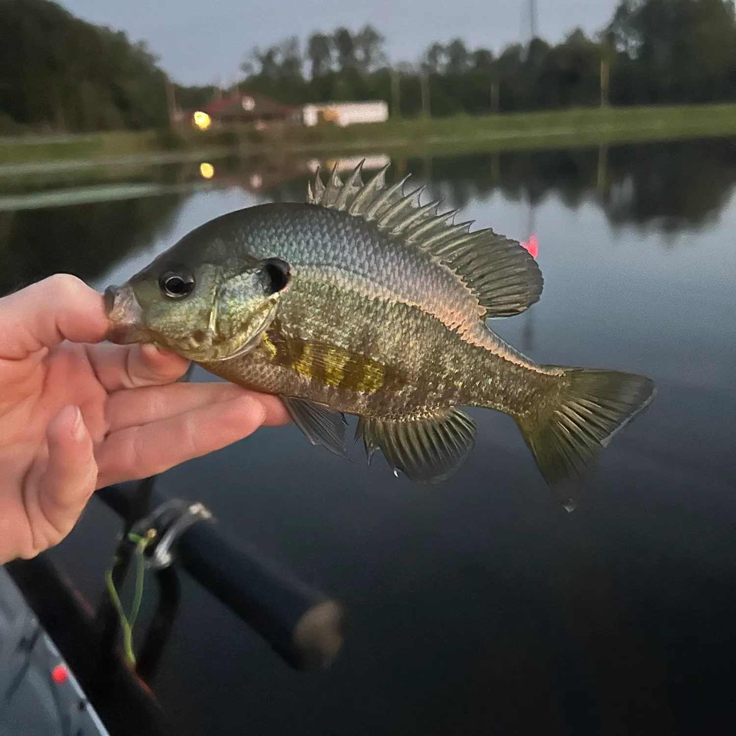 The most recent Redear x bluegill catches on Fishbrain