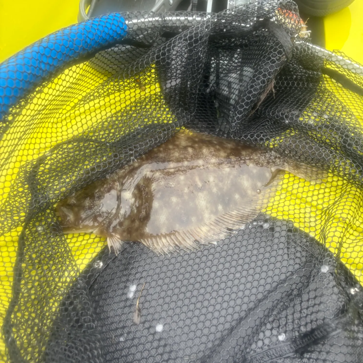 The most recent Smalltooth flounder catches on Fishbrain
