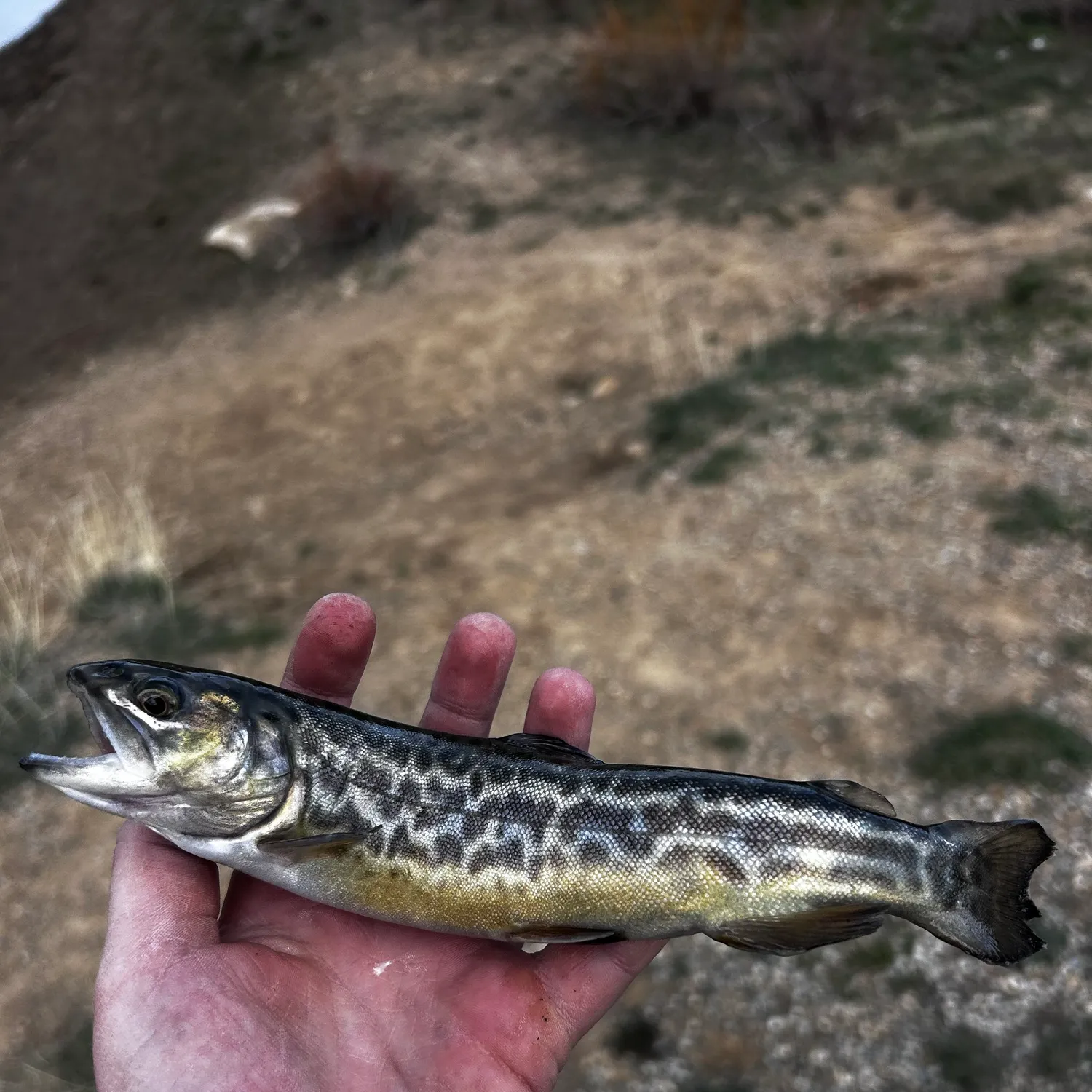 Tiger trout caught on Fishbrain