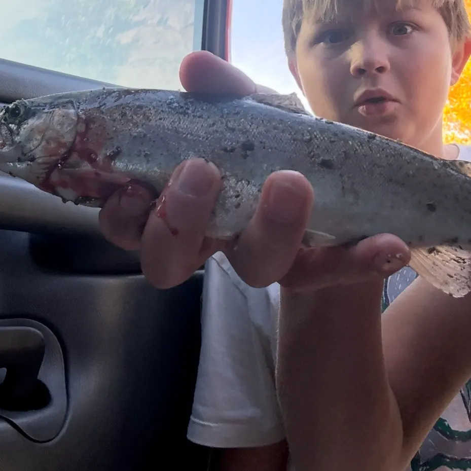 Rainbow trout caught on Fishbrain