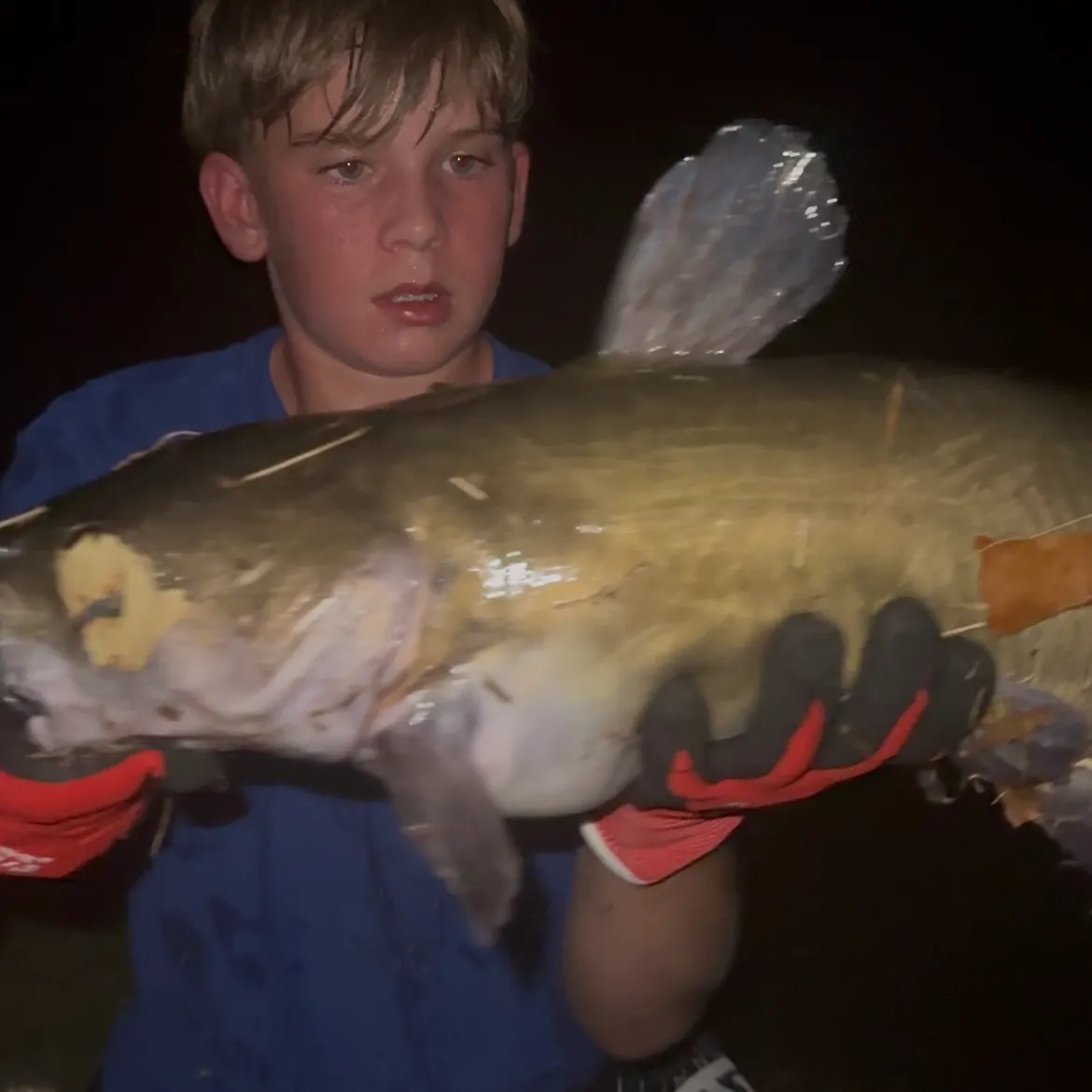 Channel catfish caught on Fishbrain