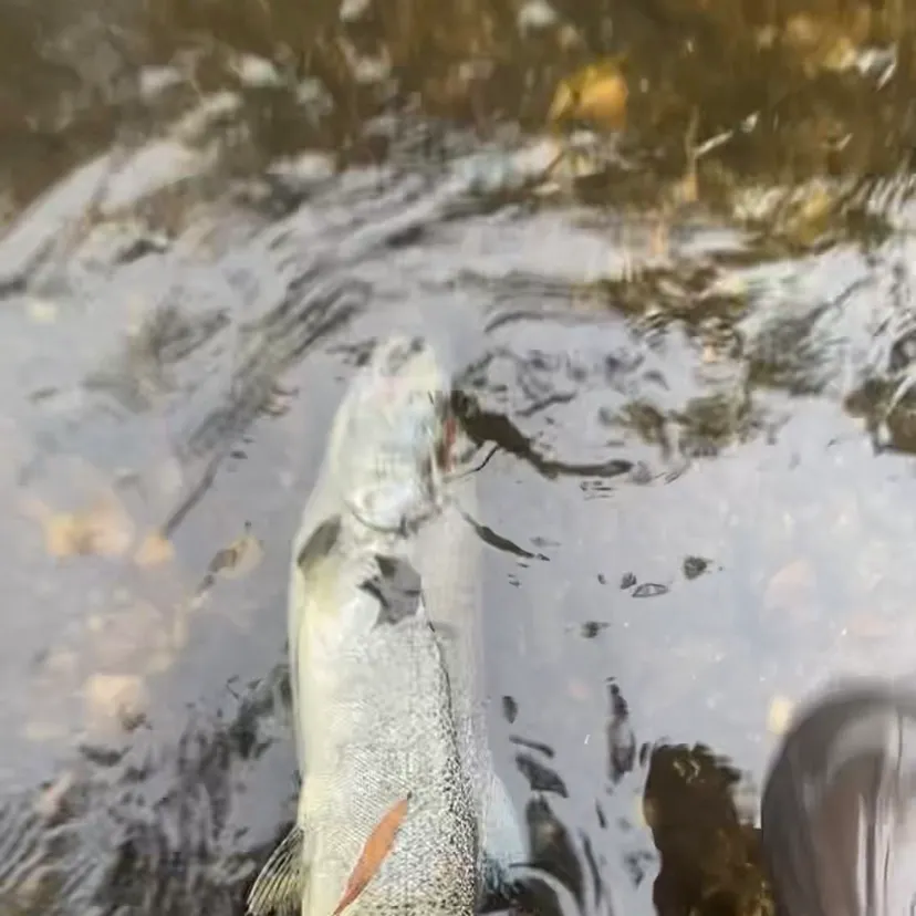Chinook salmon caught on Fishbrain