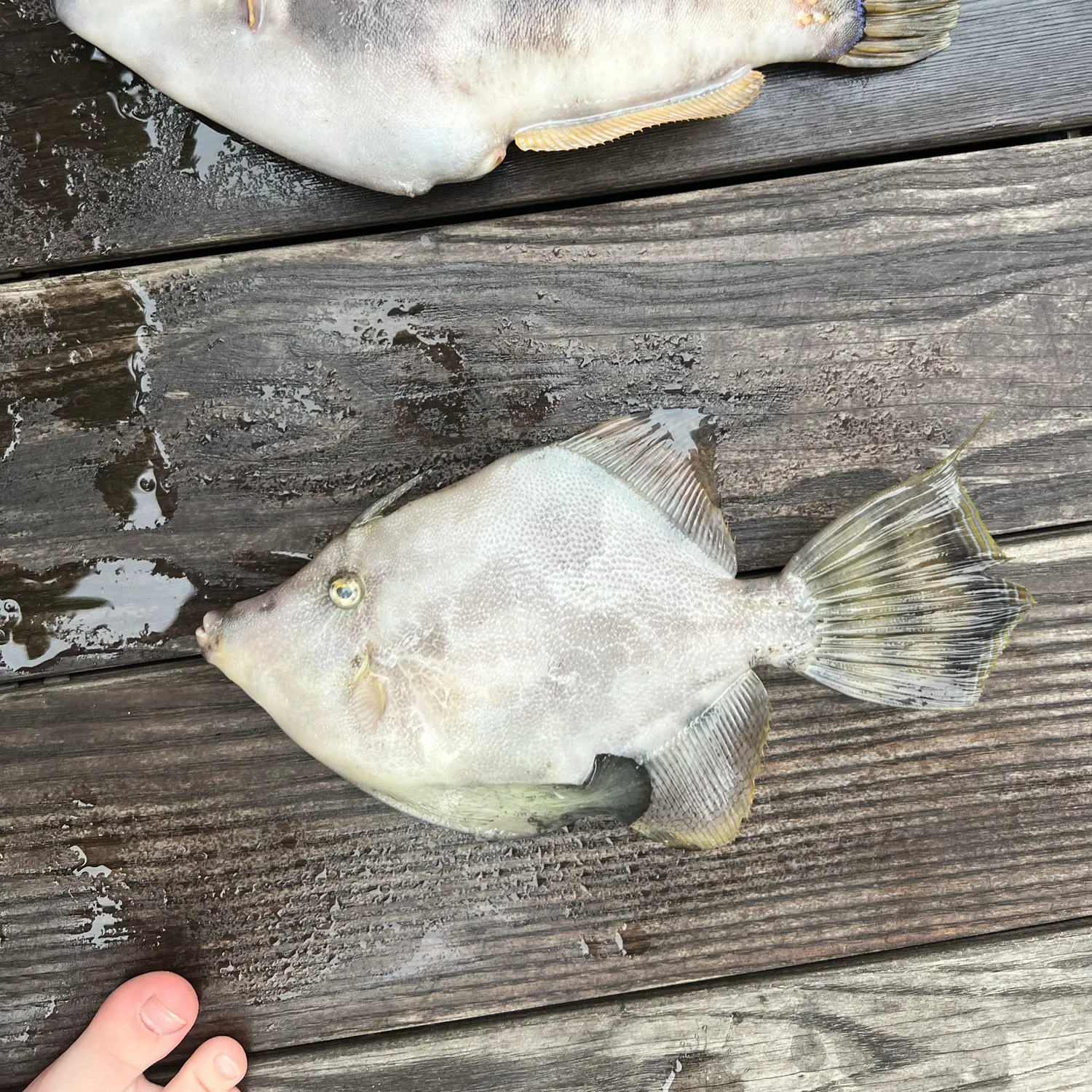 The most recent Large-scaled leatherjacket catches on Fishbrain