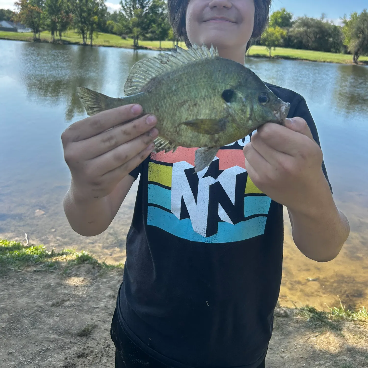 Bluegill caught on Fishbrain