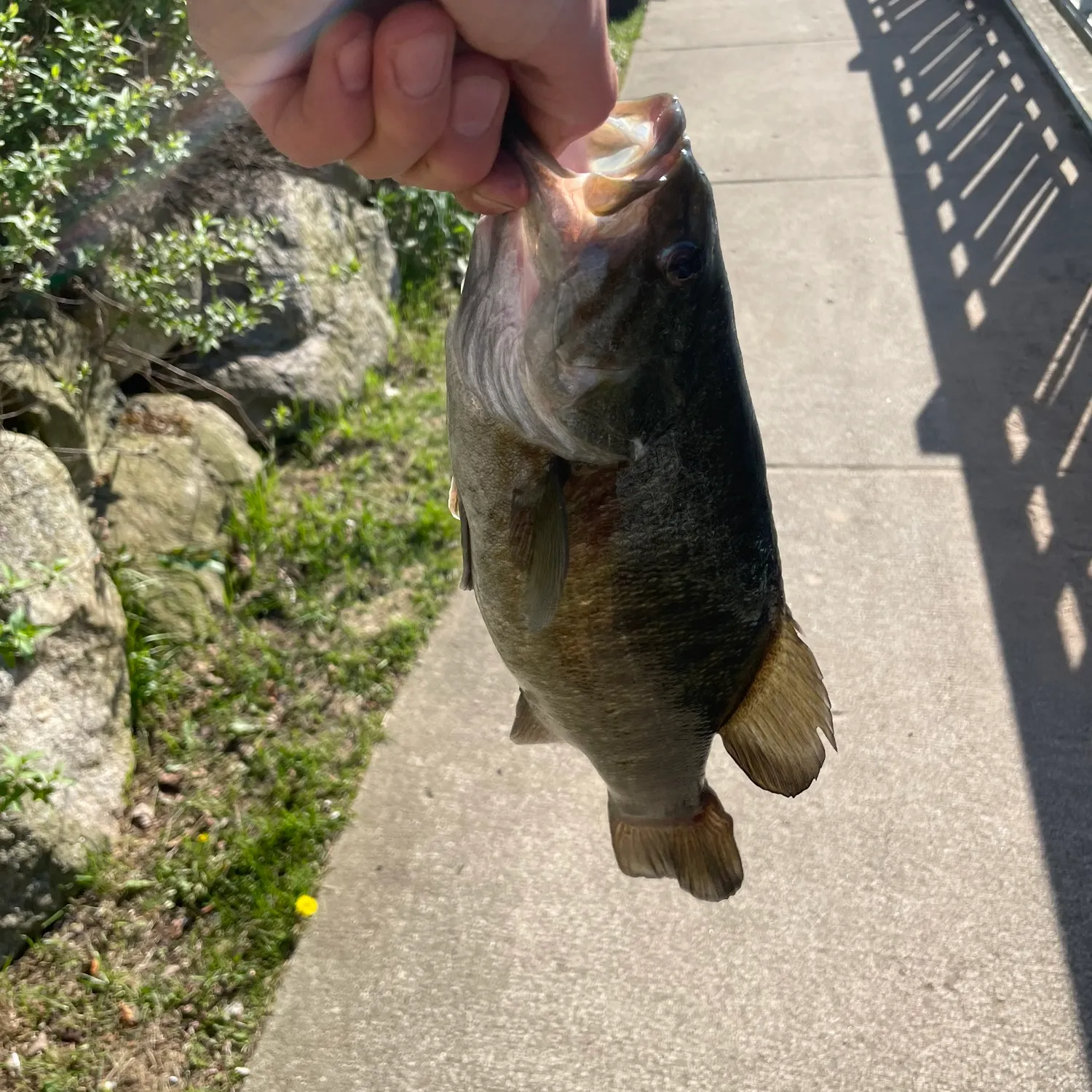 catch