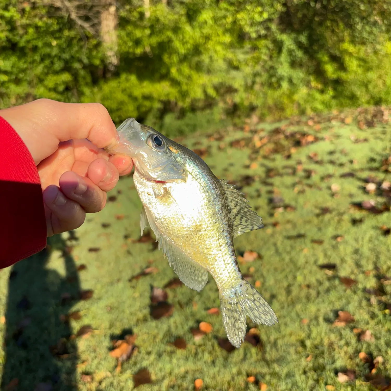 White crappie caught on Fishbrain