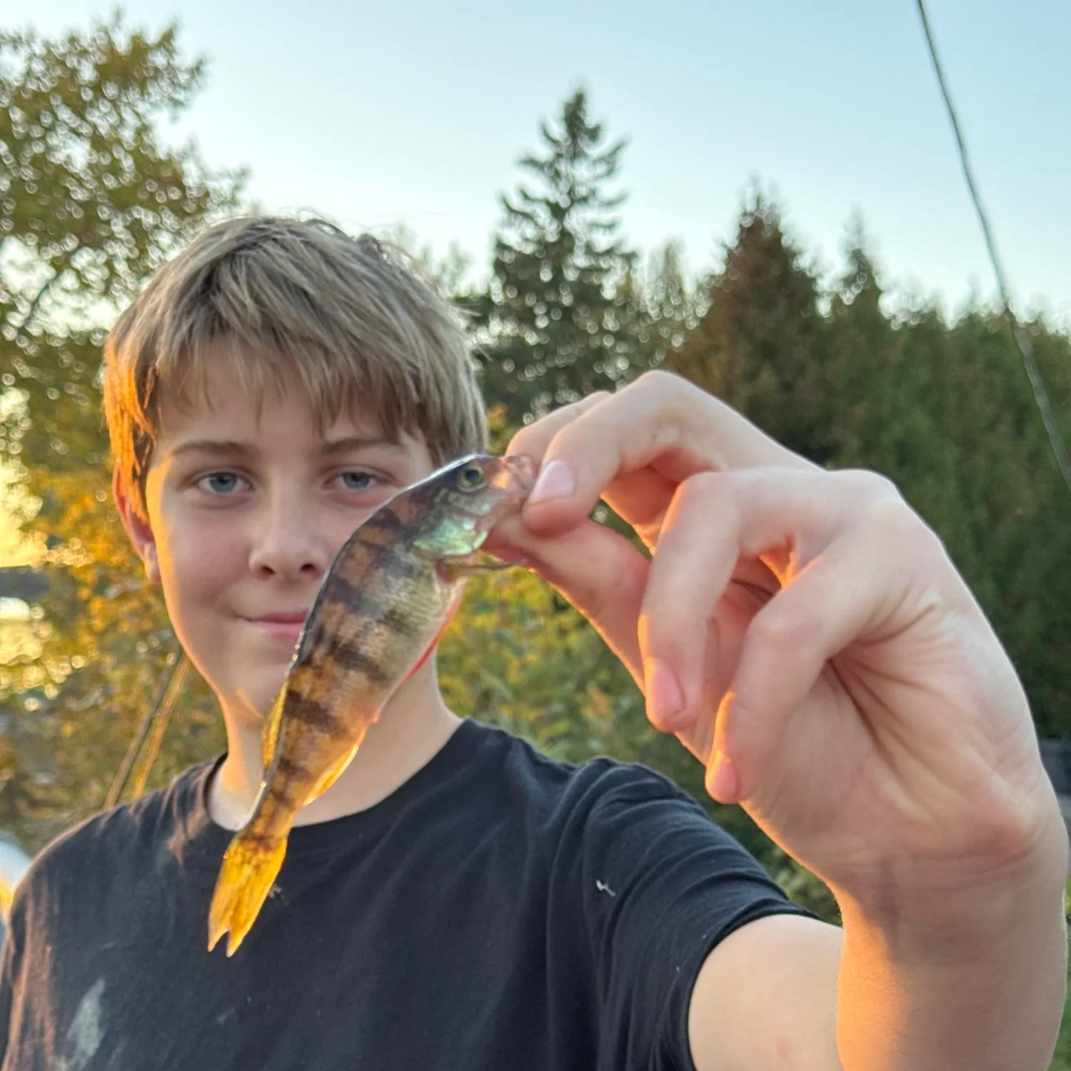 Yellow perch caught on Fishbrain