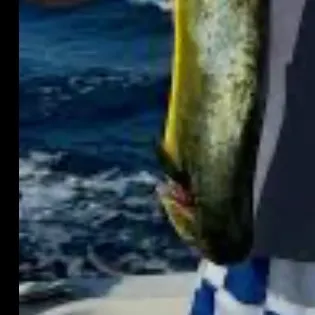 The most recent Common dolphinfish catches on Fishbrain