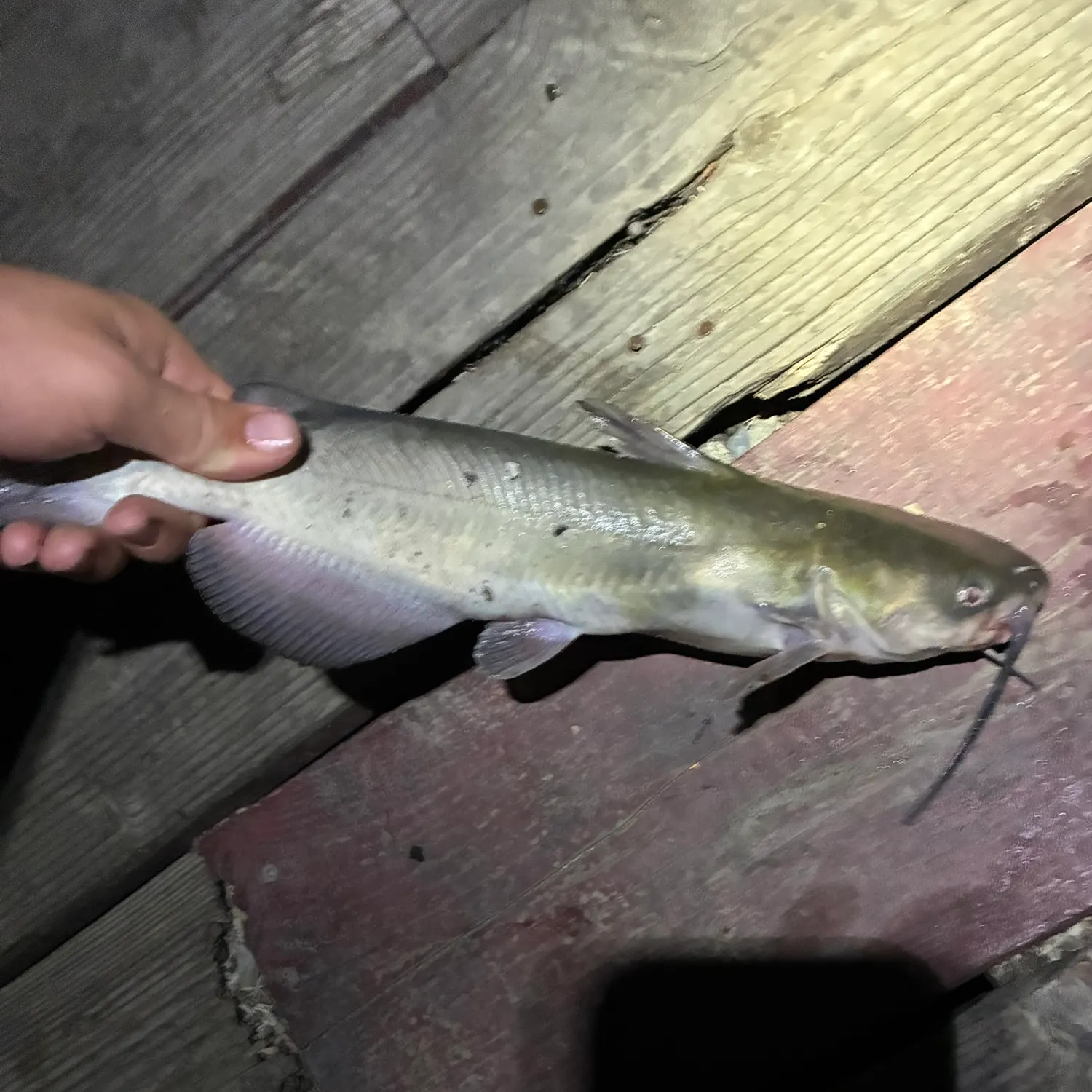 Channel catfish caught on Fishbrain