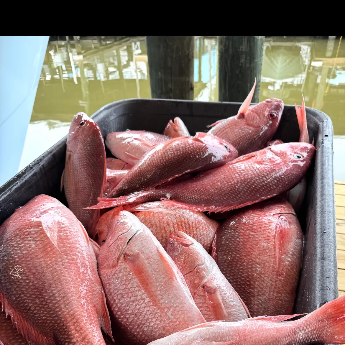 The most recent Northern red snapper catches on Fishbrain