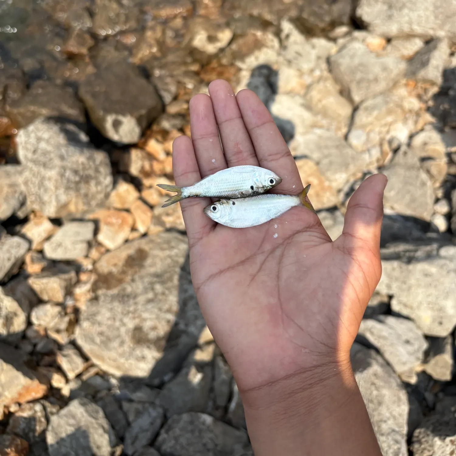 The most recent Threadfin shad catches on Fishbrain