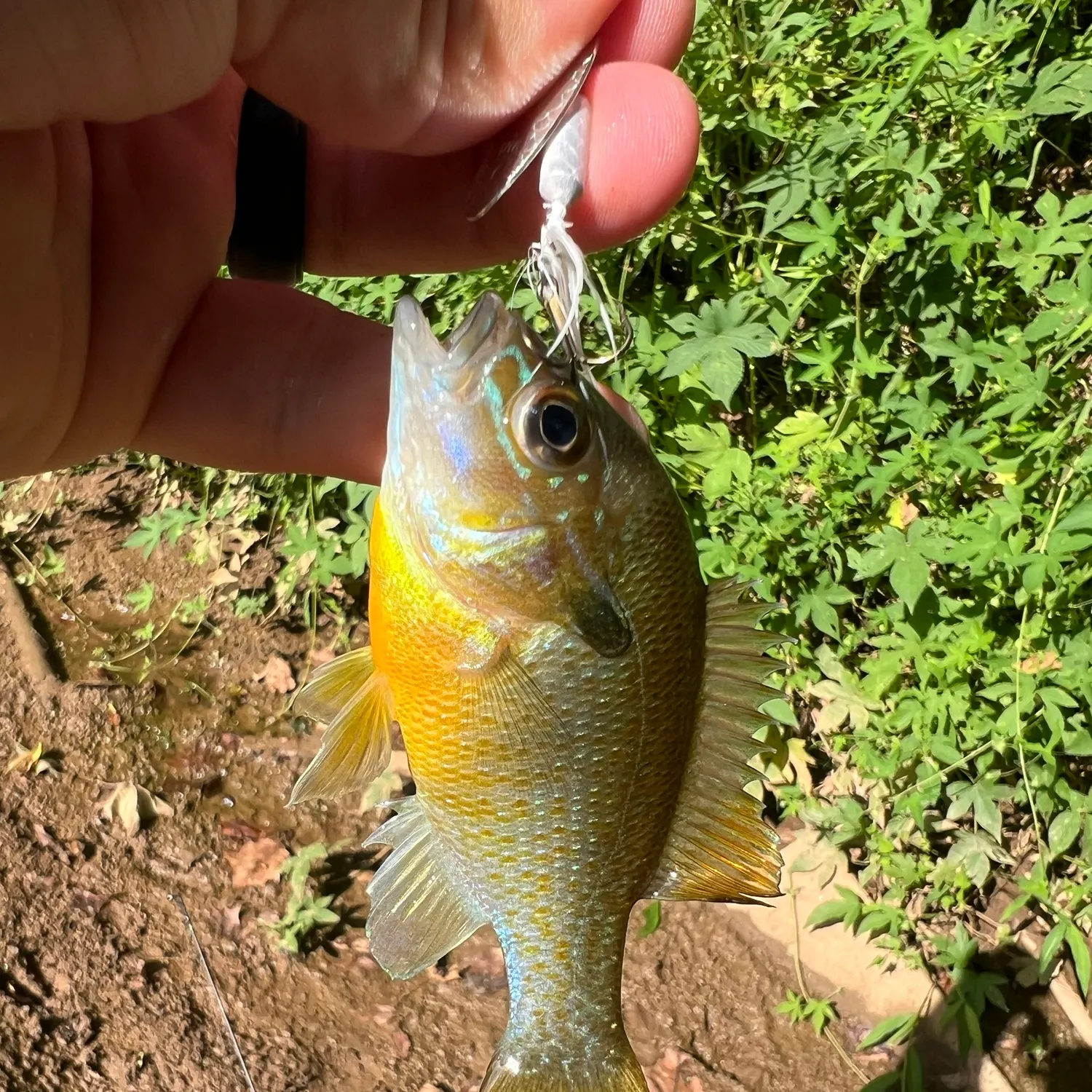Redbreast sunfish caught on Fishbrain