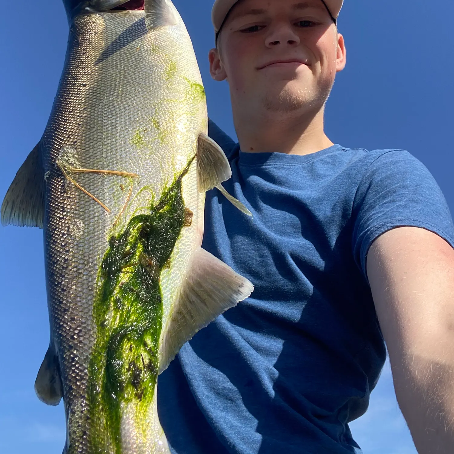 Coho salmon caught on Fishbrain