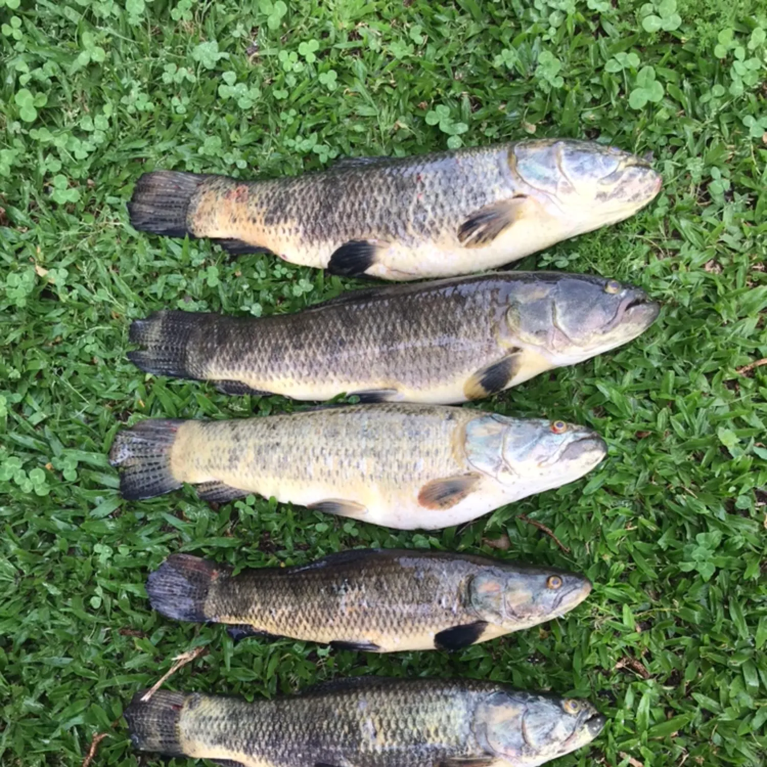 recently logged catches