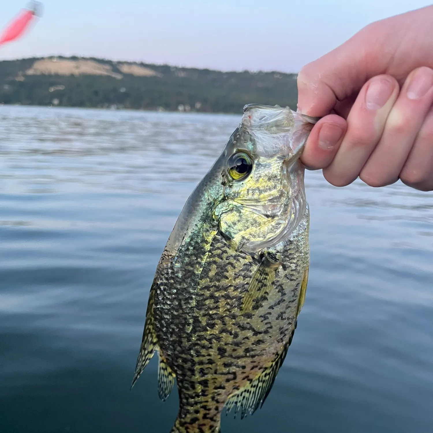 Black crappie caught on Fishbrain