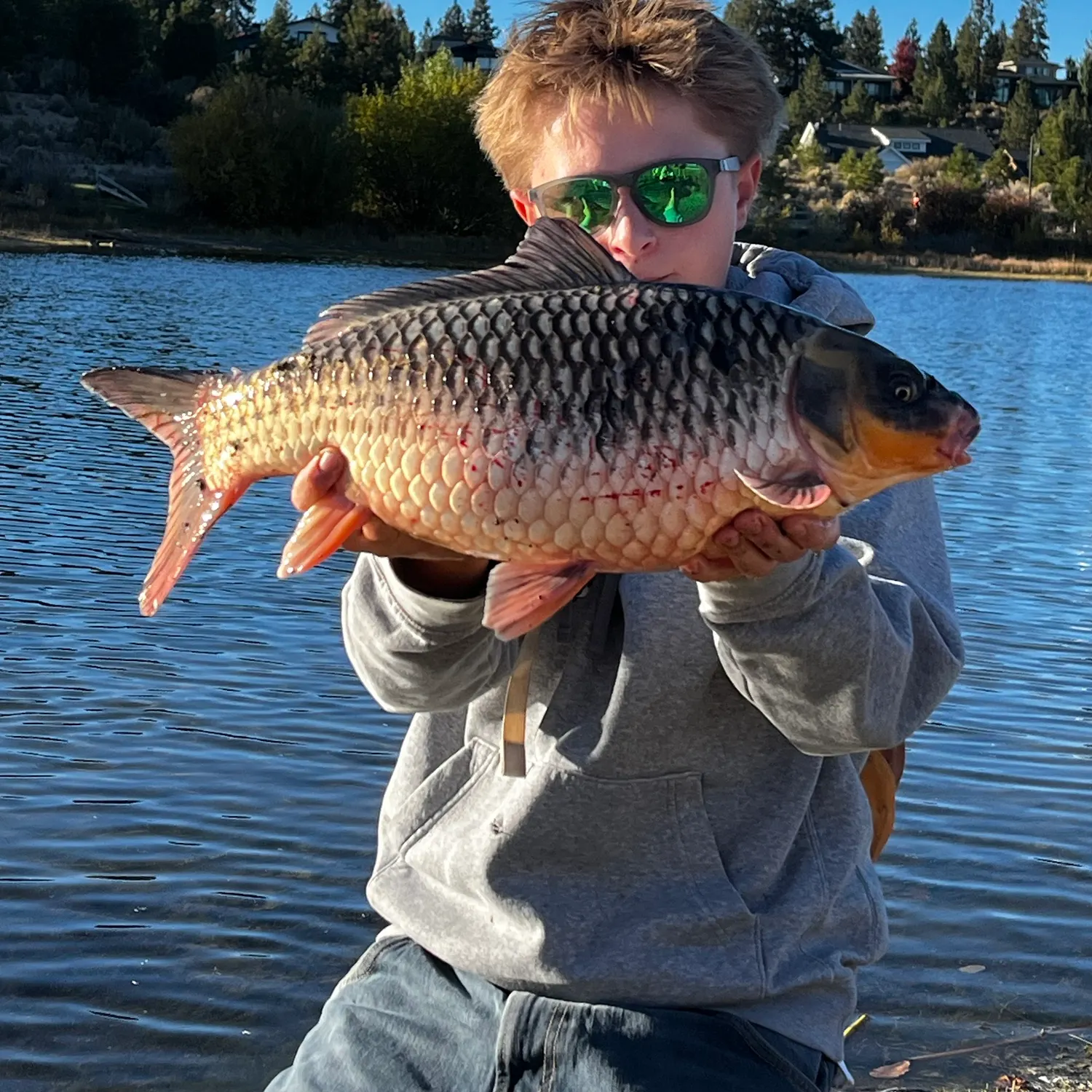 Koi carp caught on Fishbrain