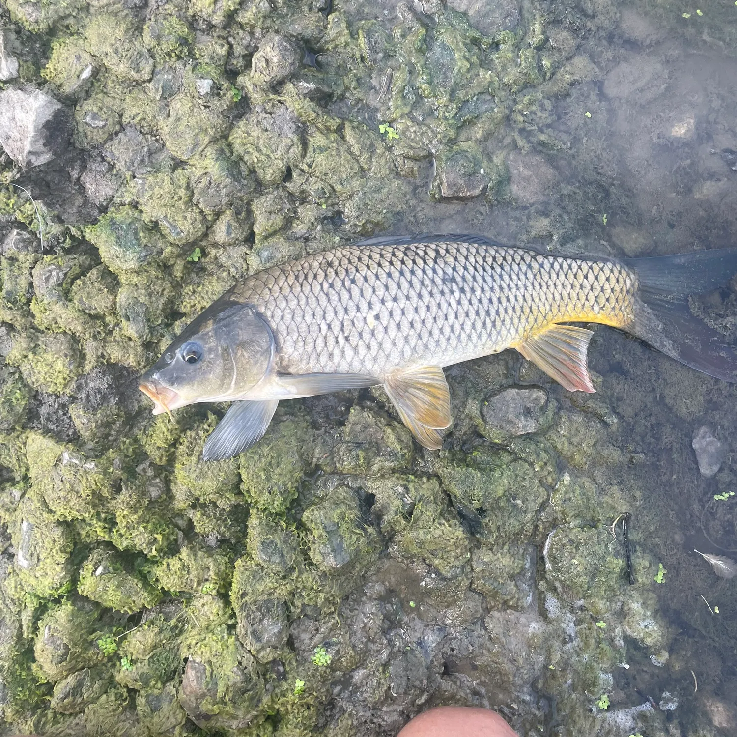 Common carp caught on Fishbrain