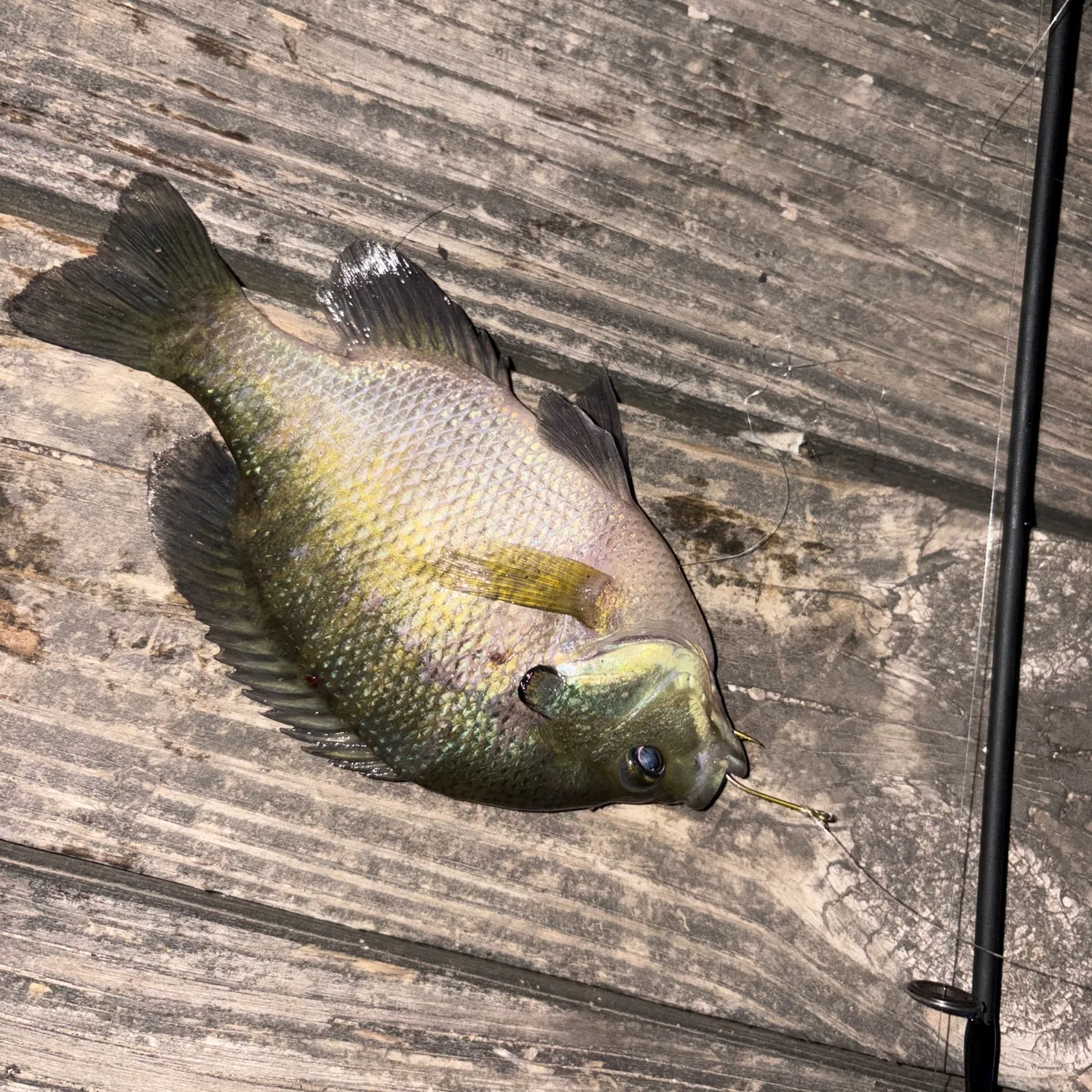 Bluegill caught on Fishbrain