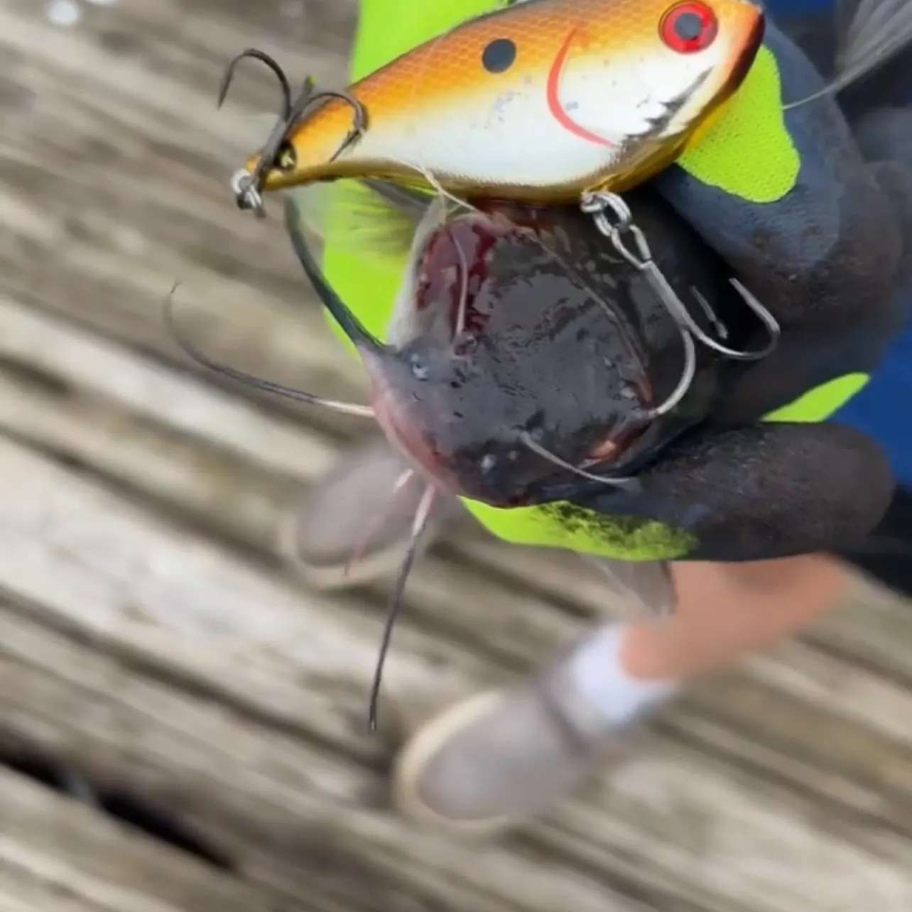 Channel catfish caught on Fishbrain