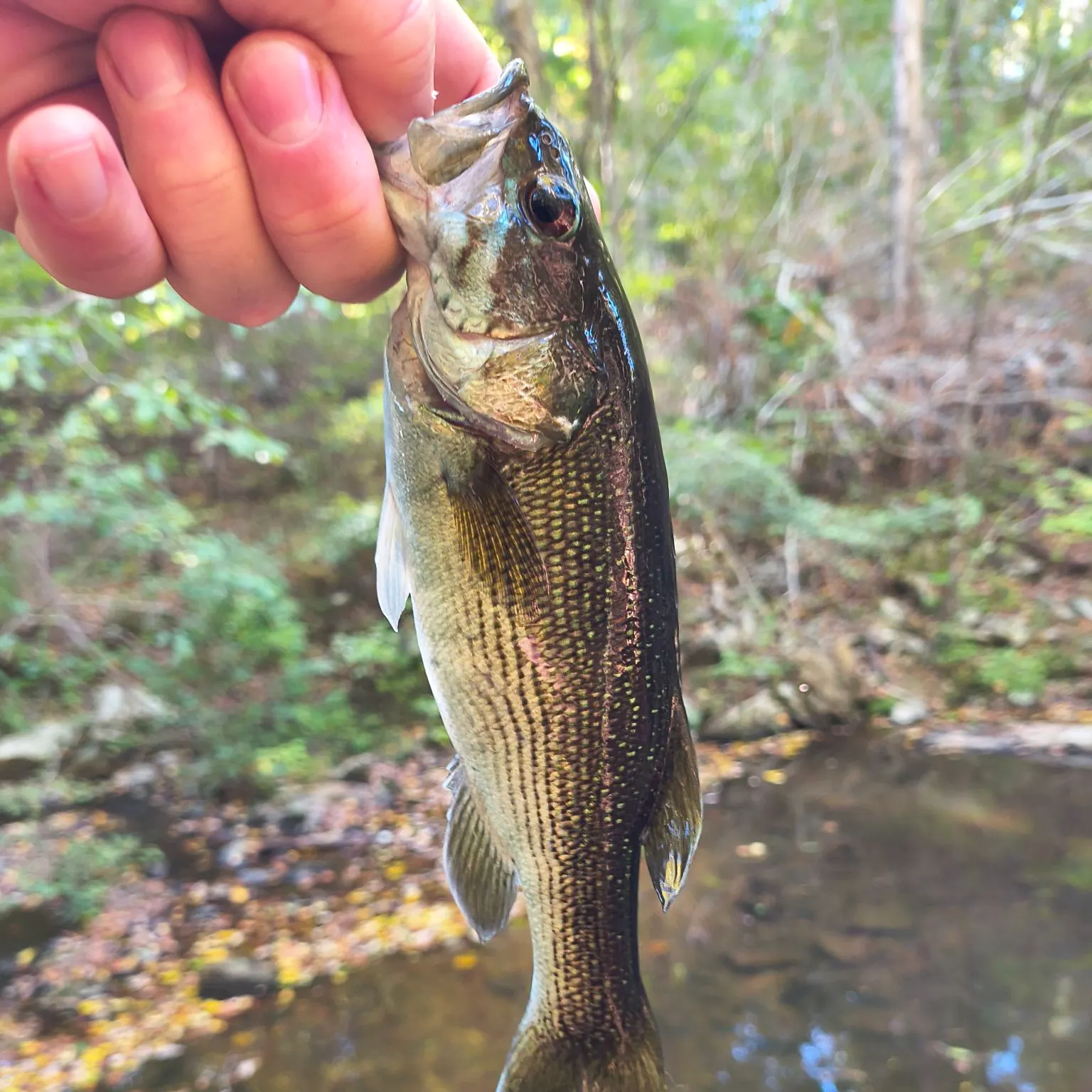 Redeye bass caught on Fishbrain