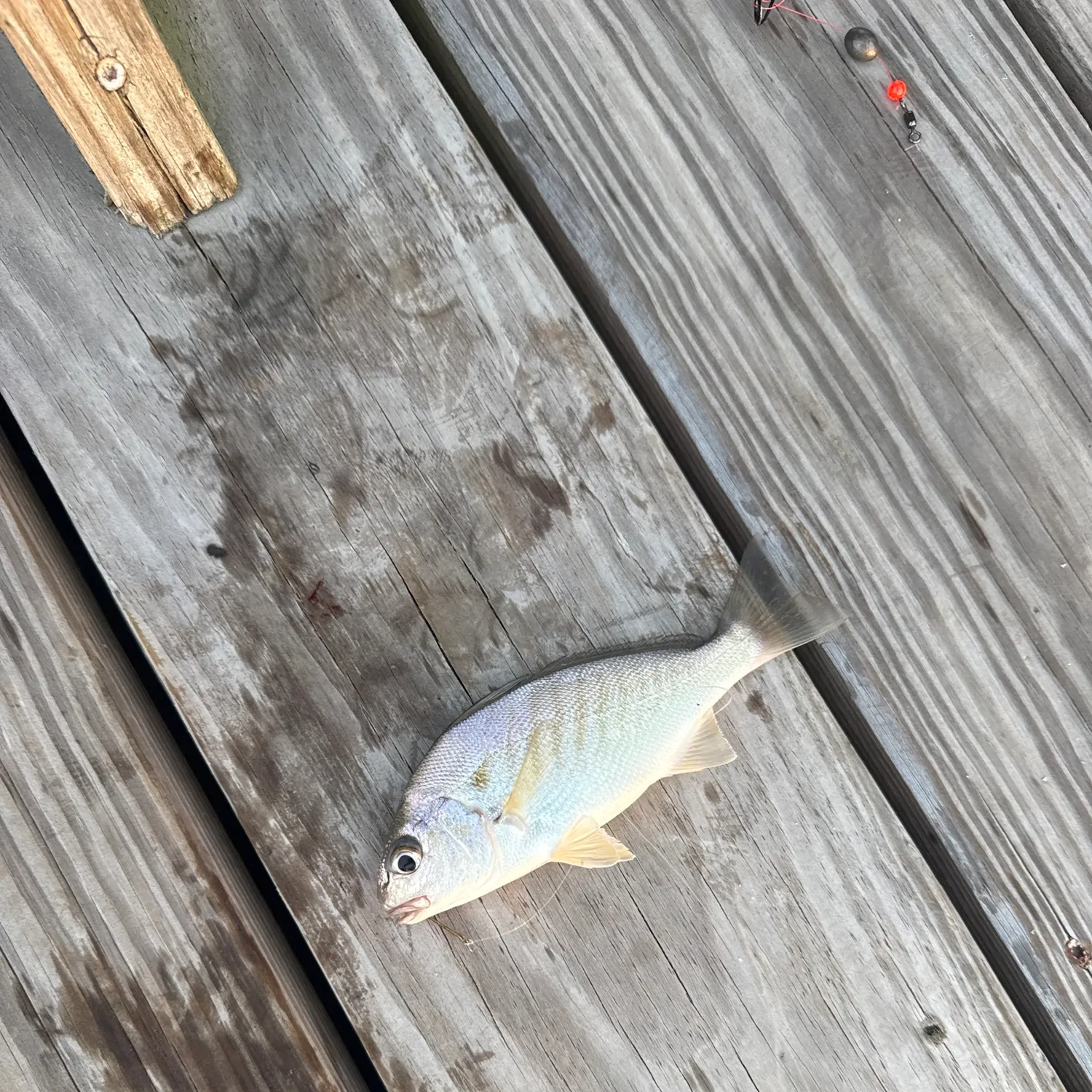 Spot croaker caught on Fishbrain