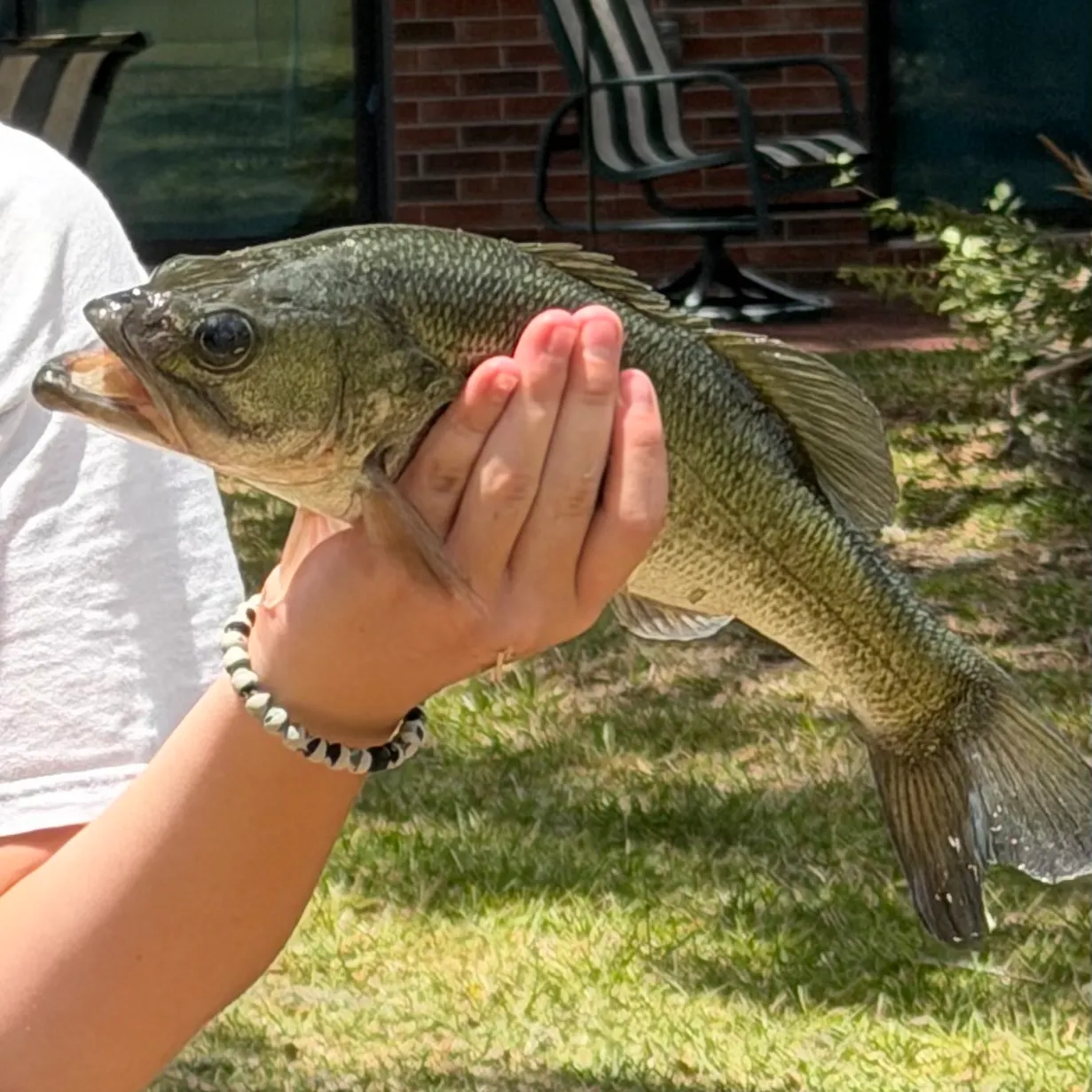 The most recent F1 bass catches on Fishbrain