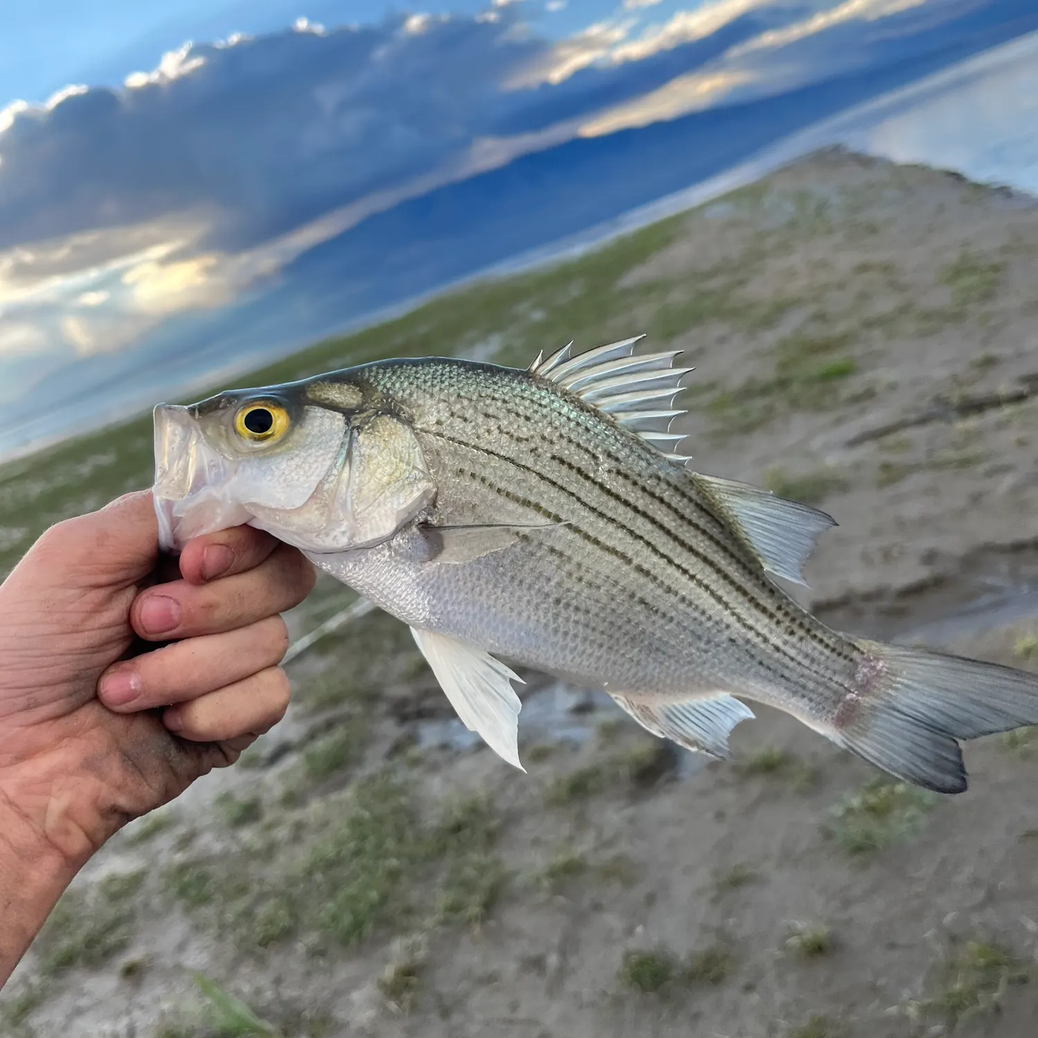 White bass caught on Fishbrain
