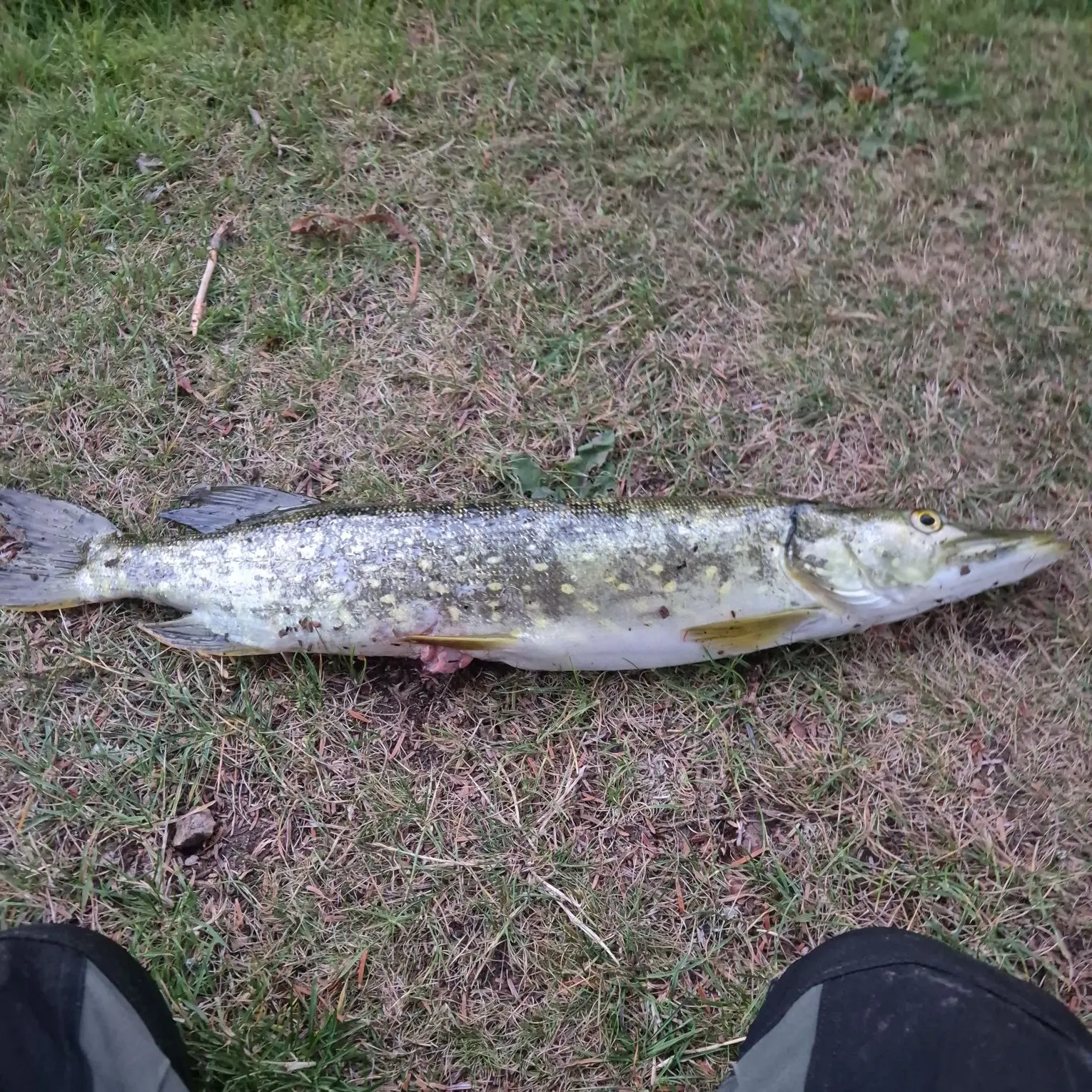 Northern pike caught on Fishbrain
