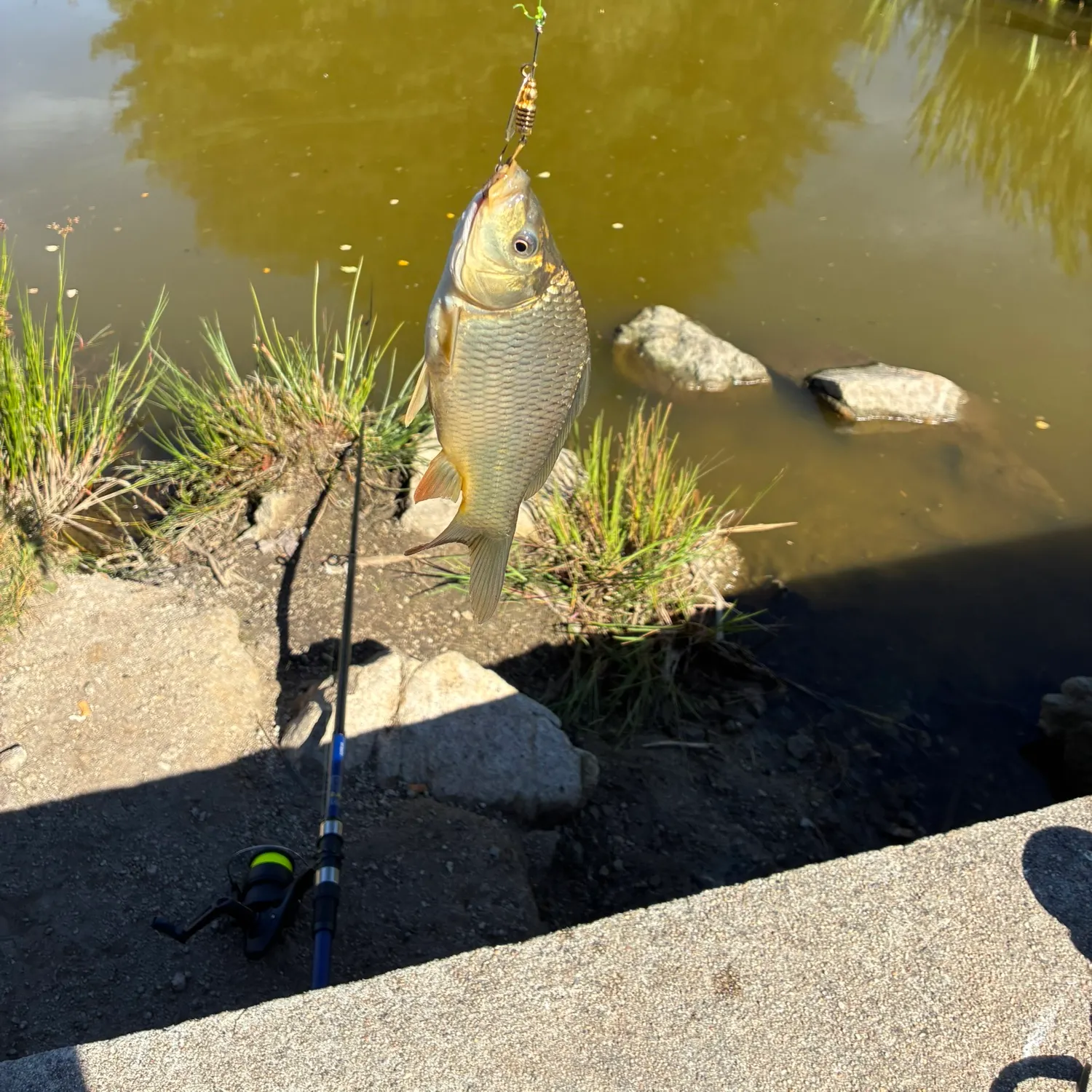 Common bream caught on Fishbrain