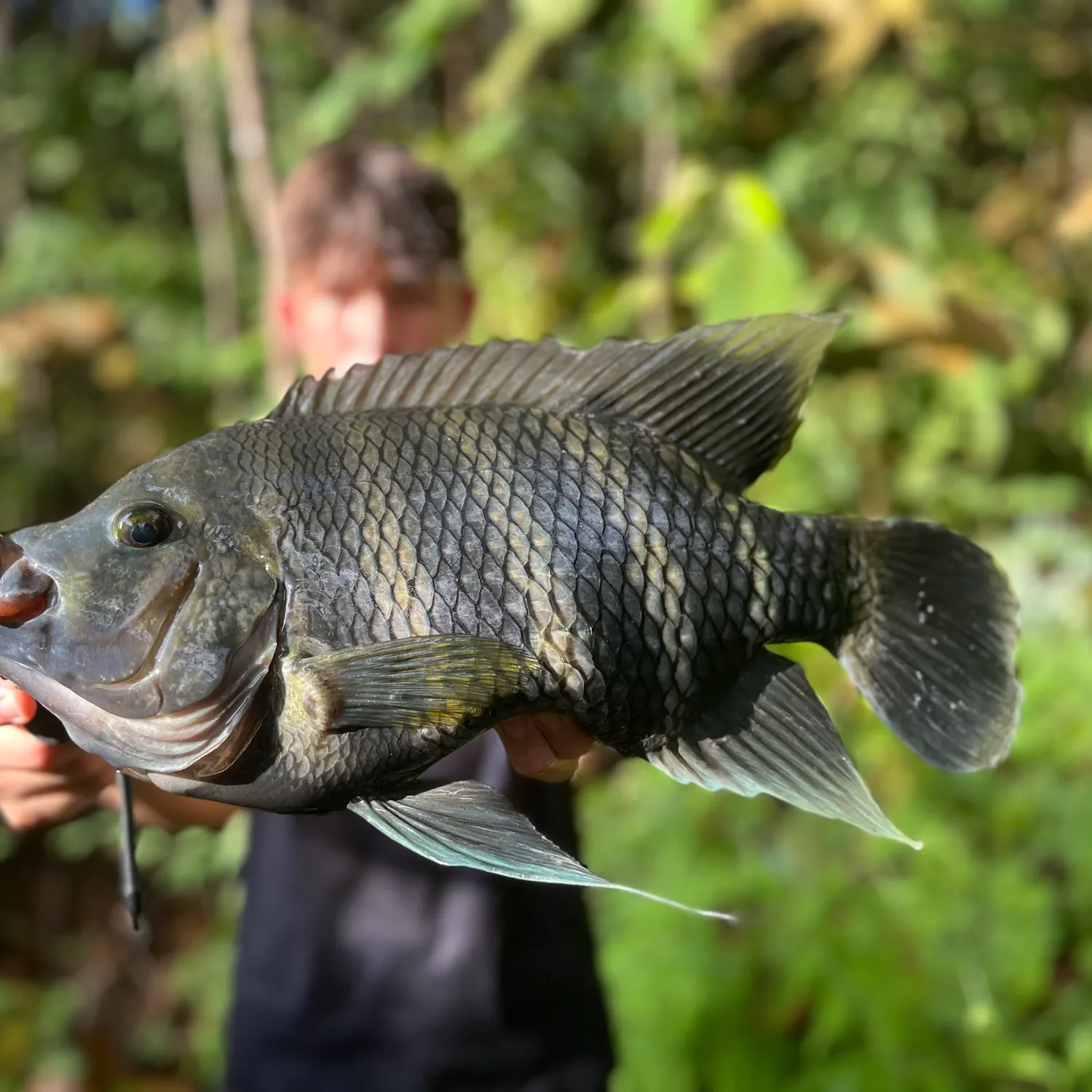 The most recent Zebra tilapia catches on Fishbrain