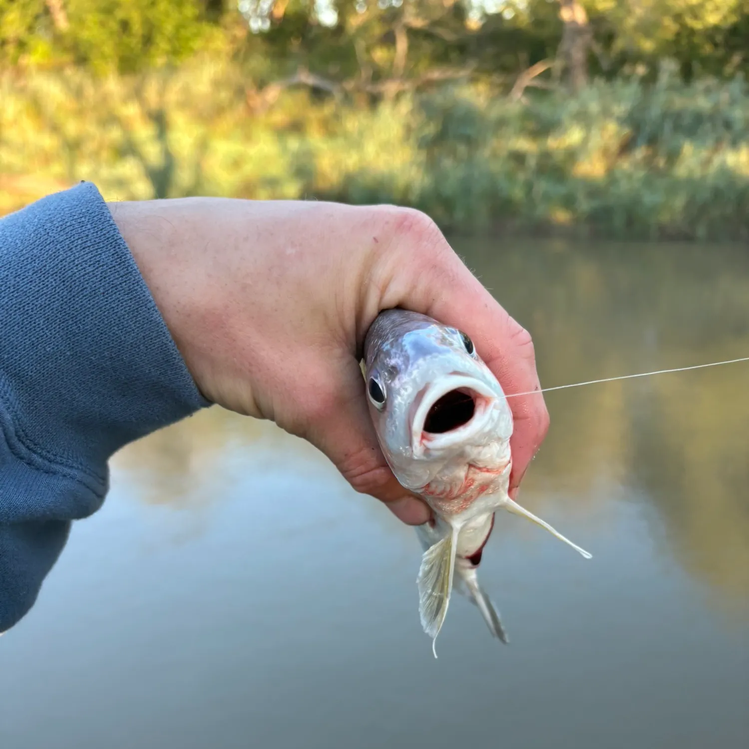 Freshwater drum caught on Fishbrain