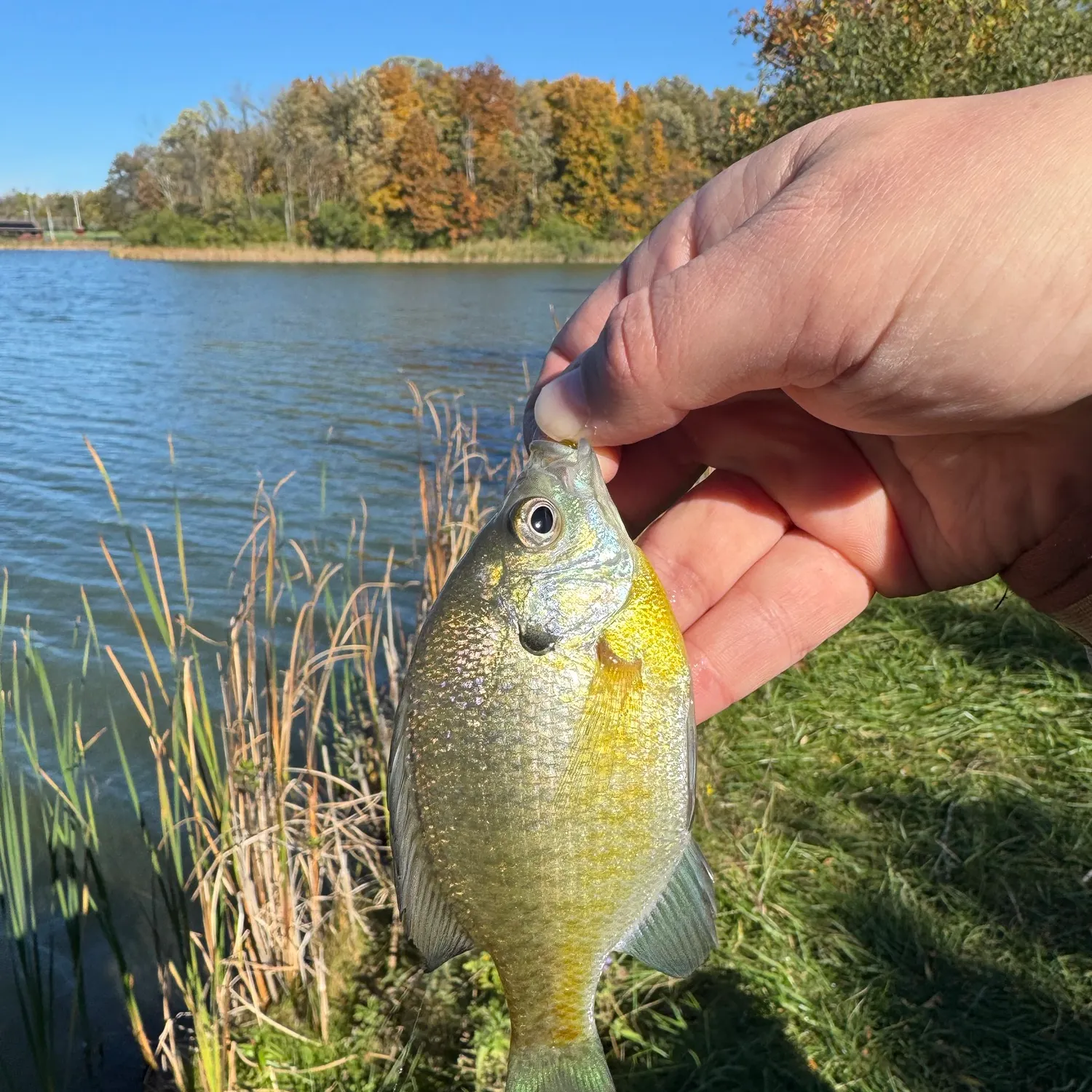 Bluegill caught on Fishbrain