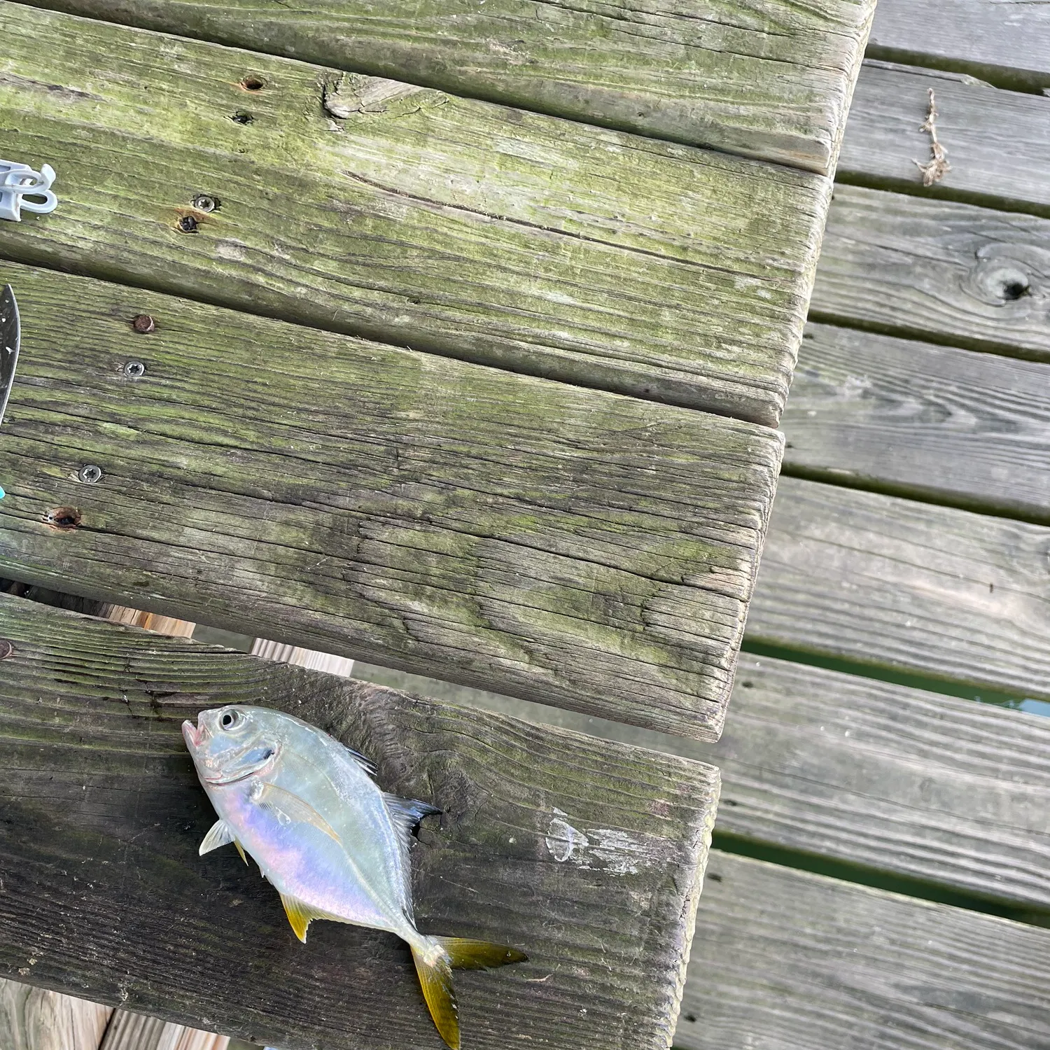 Crevalle jack caught on Fishbrain
