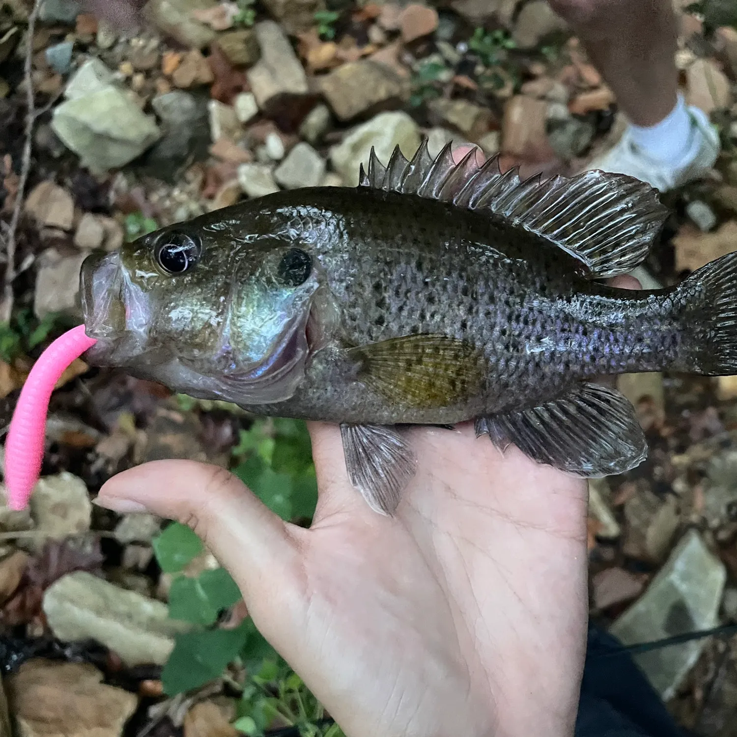 Warmouth caught on Fishbrain