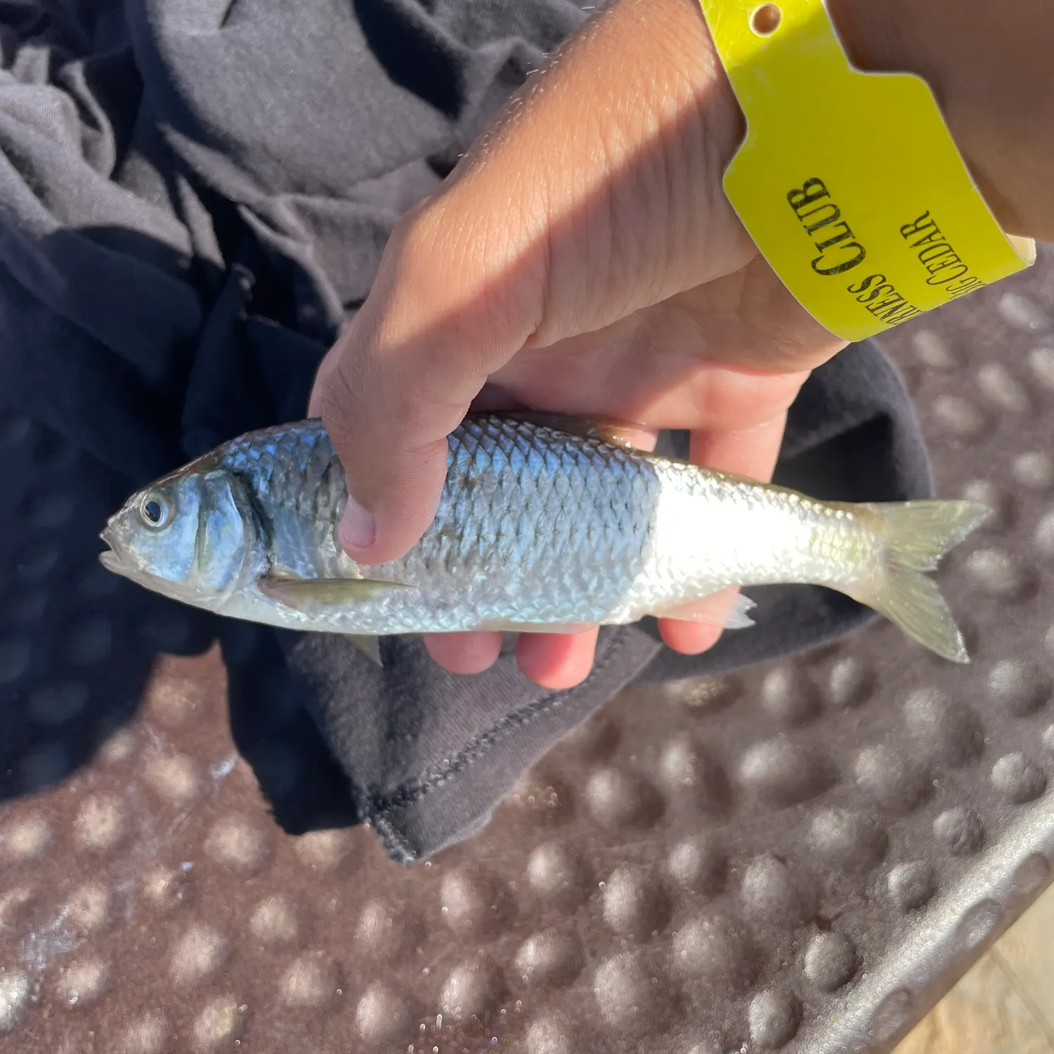 Striped shiner caught on Fishbrain