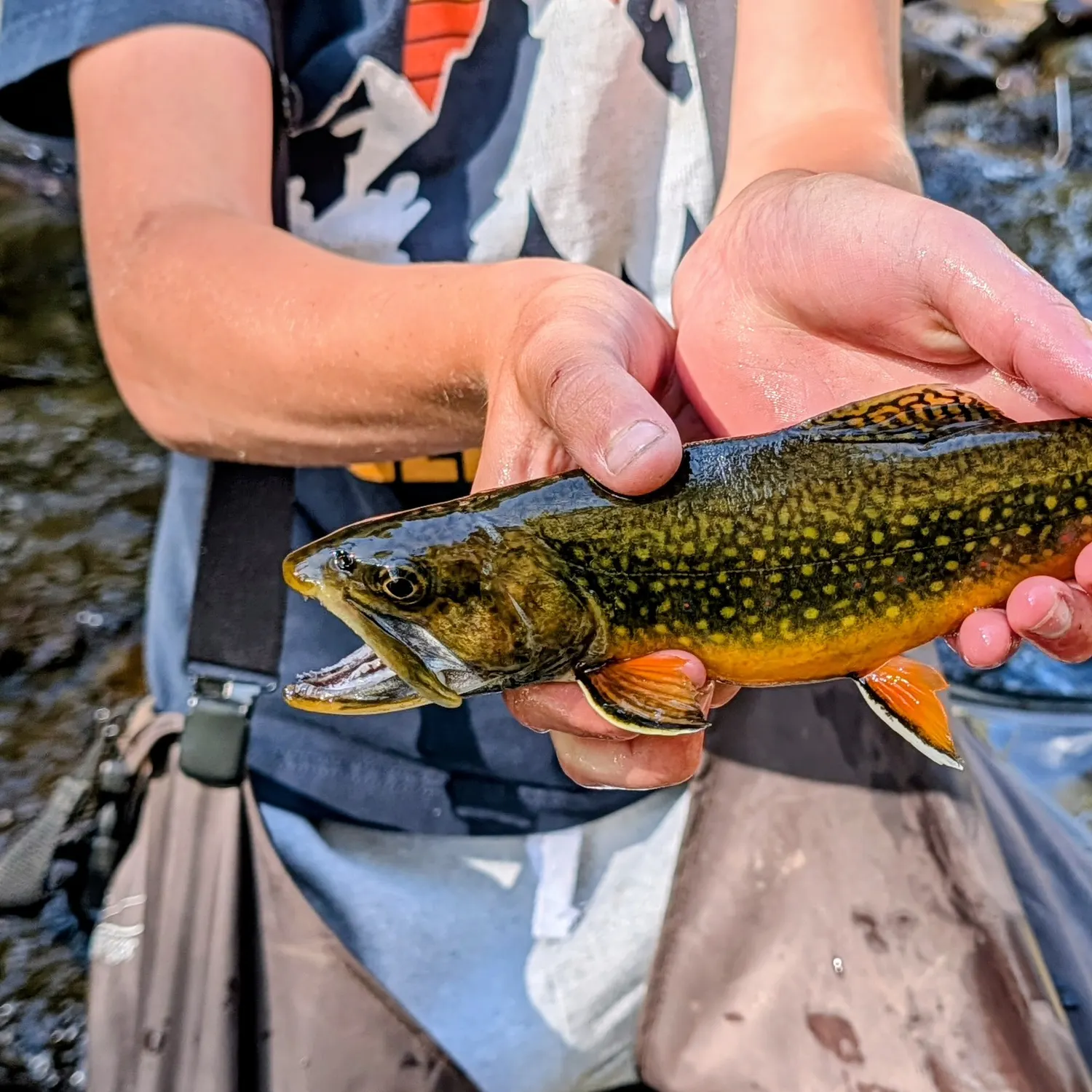 Brook trout caught on Fishbrain