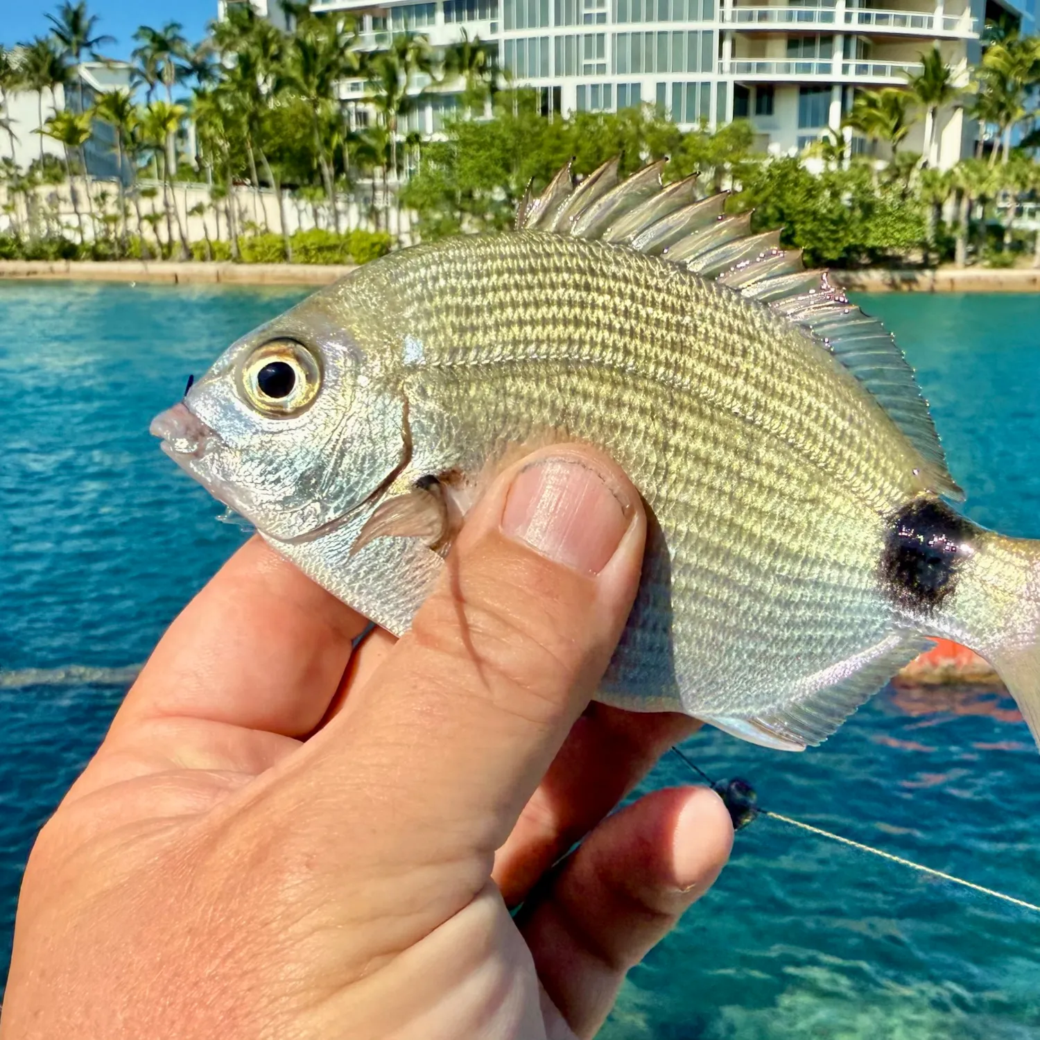 The most recent Spottail seabream catches on Fishbrain