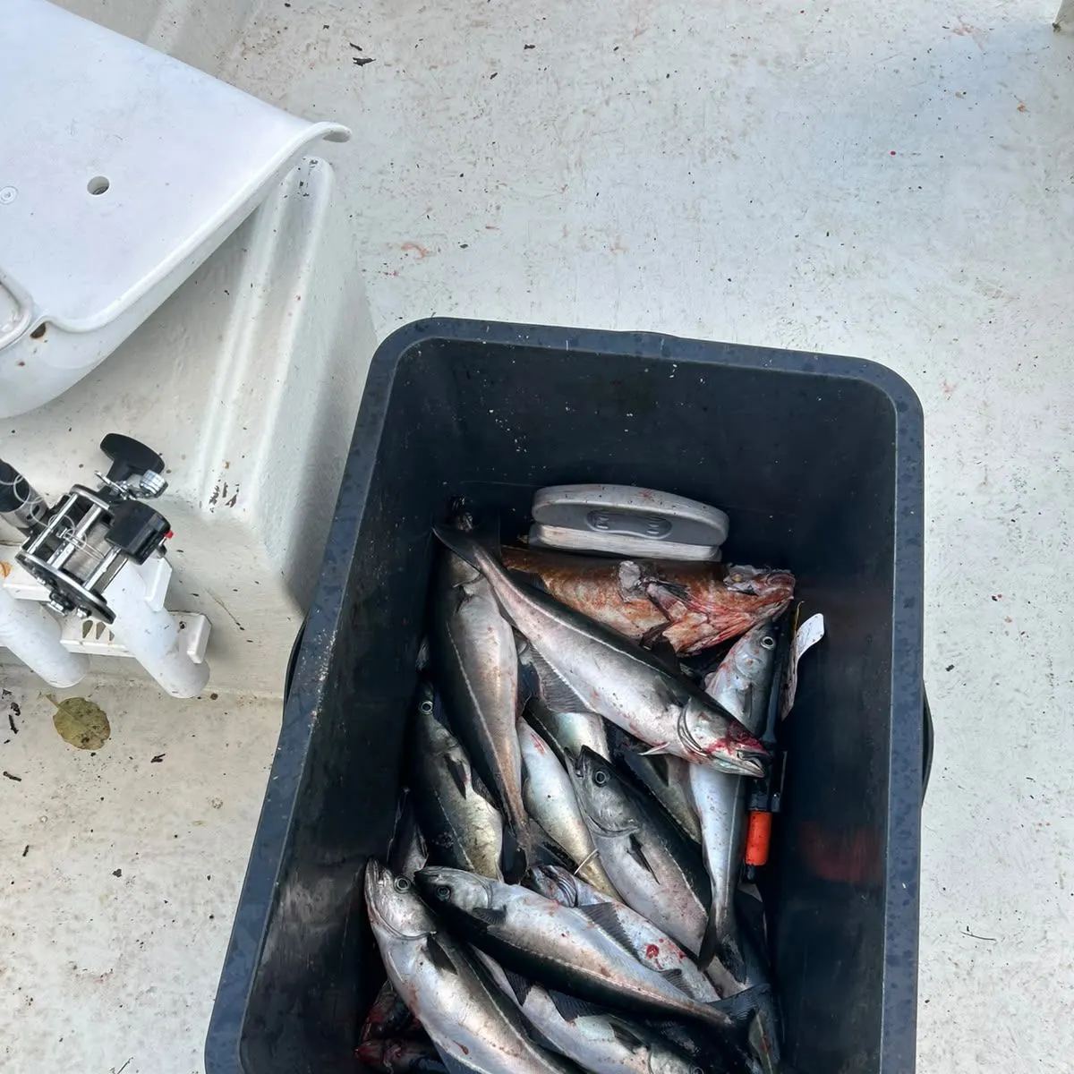 Fish caught on Fishbrain